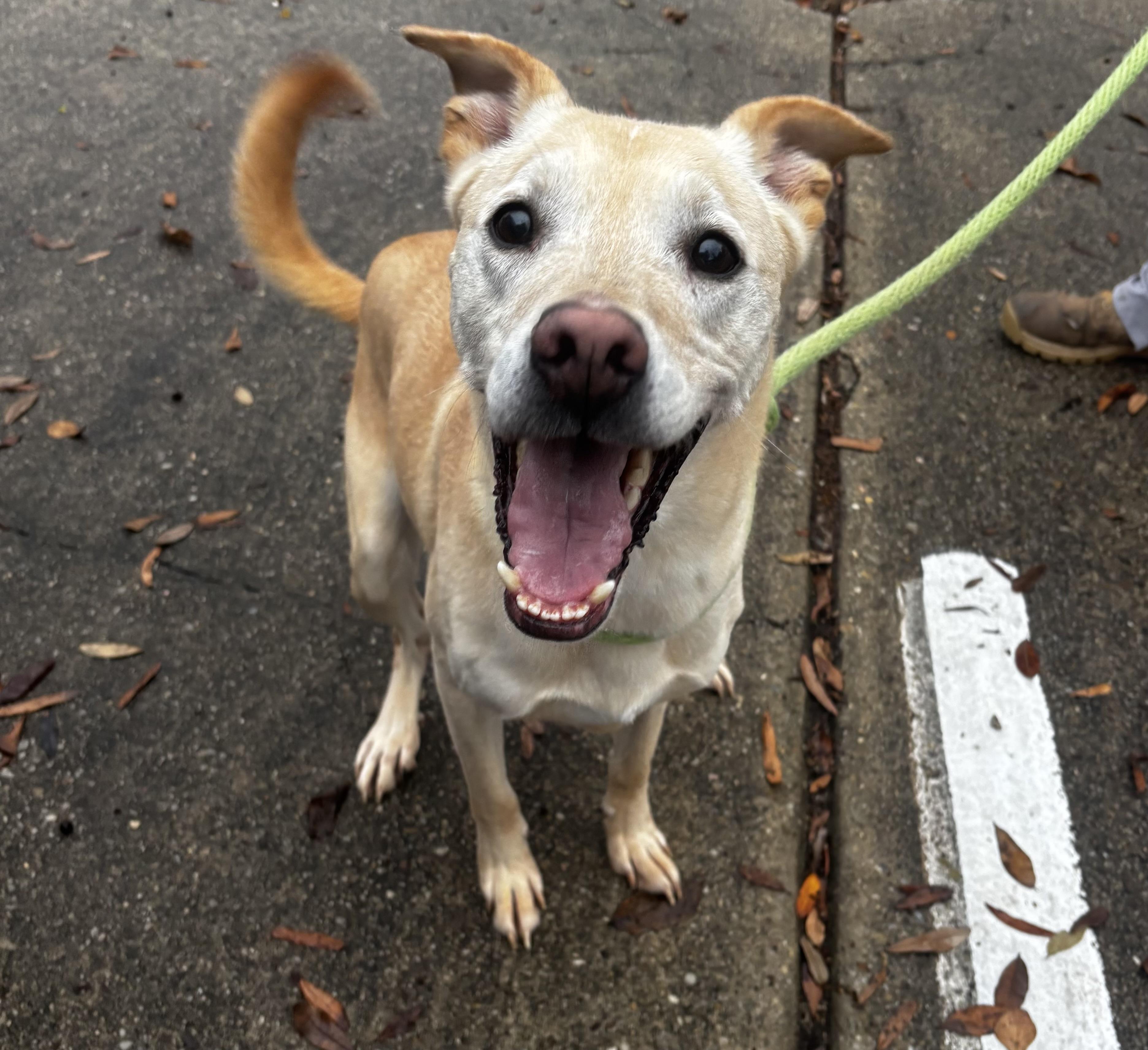 Enlarge Tucker, a ADOPTABLE mixed breed in Auburn, AL image 2/2
