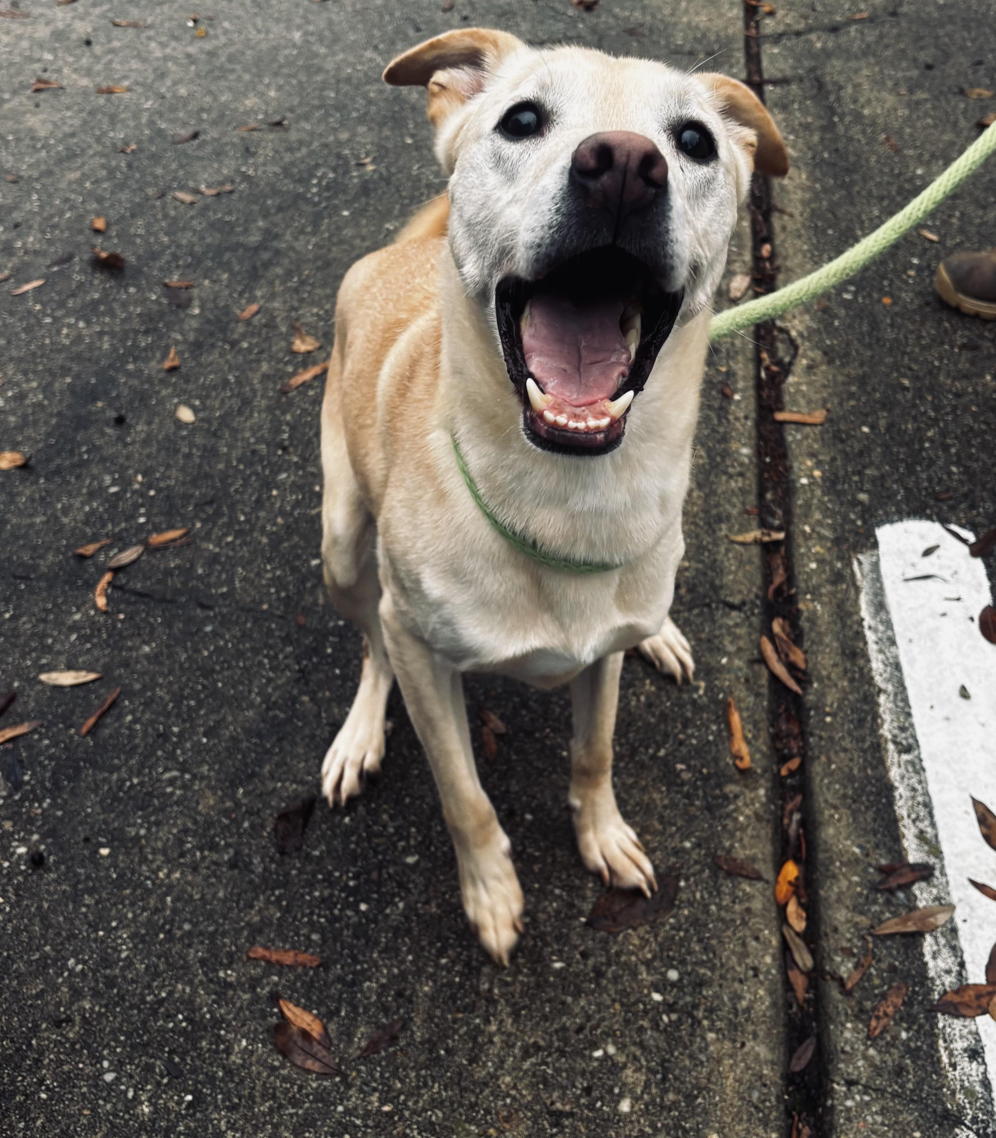 Enlarge Tucker, a ADOPTABLE mixed breed in Auburn, AL image 1/2