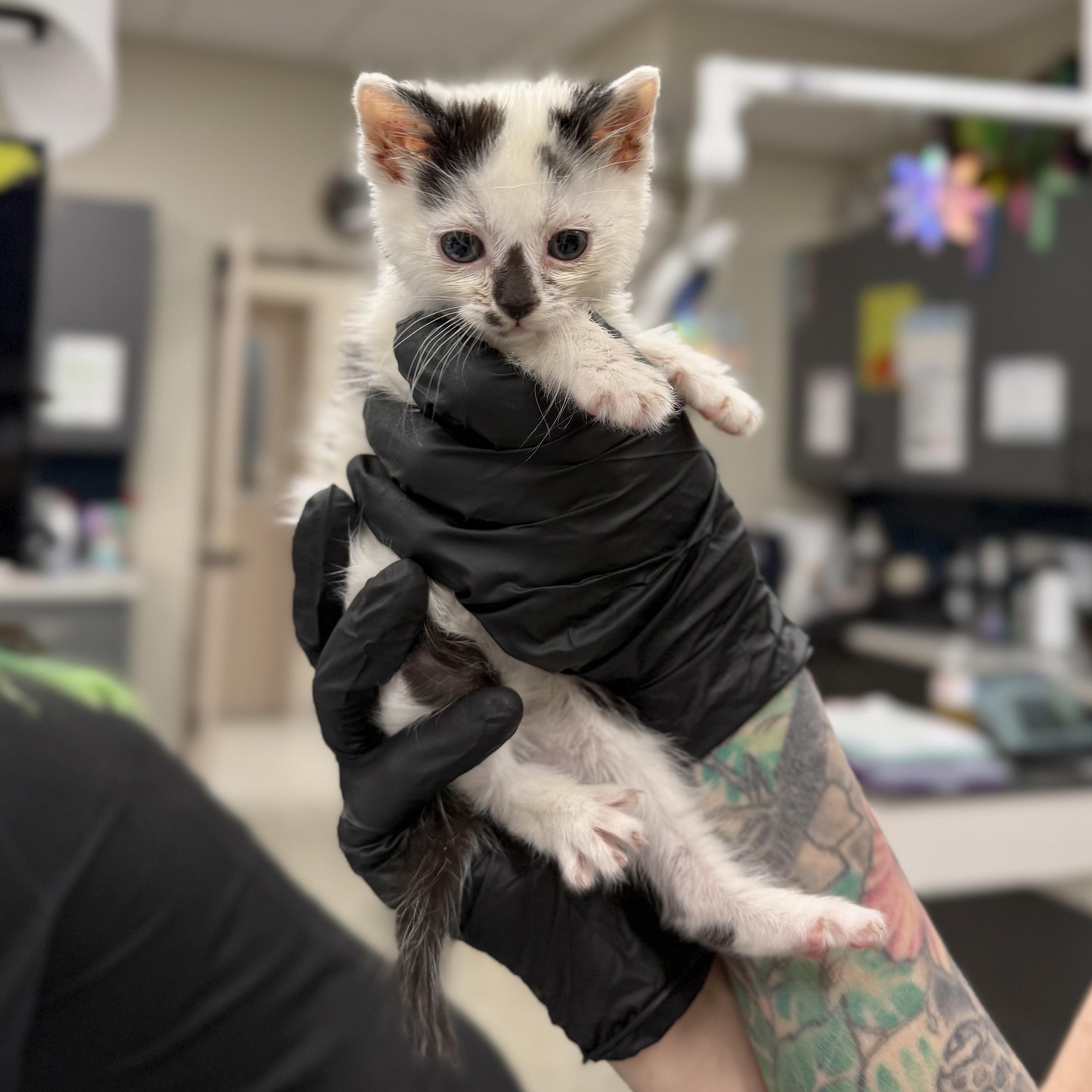 Enlarge Wagyu, an adopted Domestic Short Hair in Charlotte, NC image 2/6
