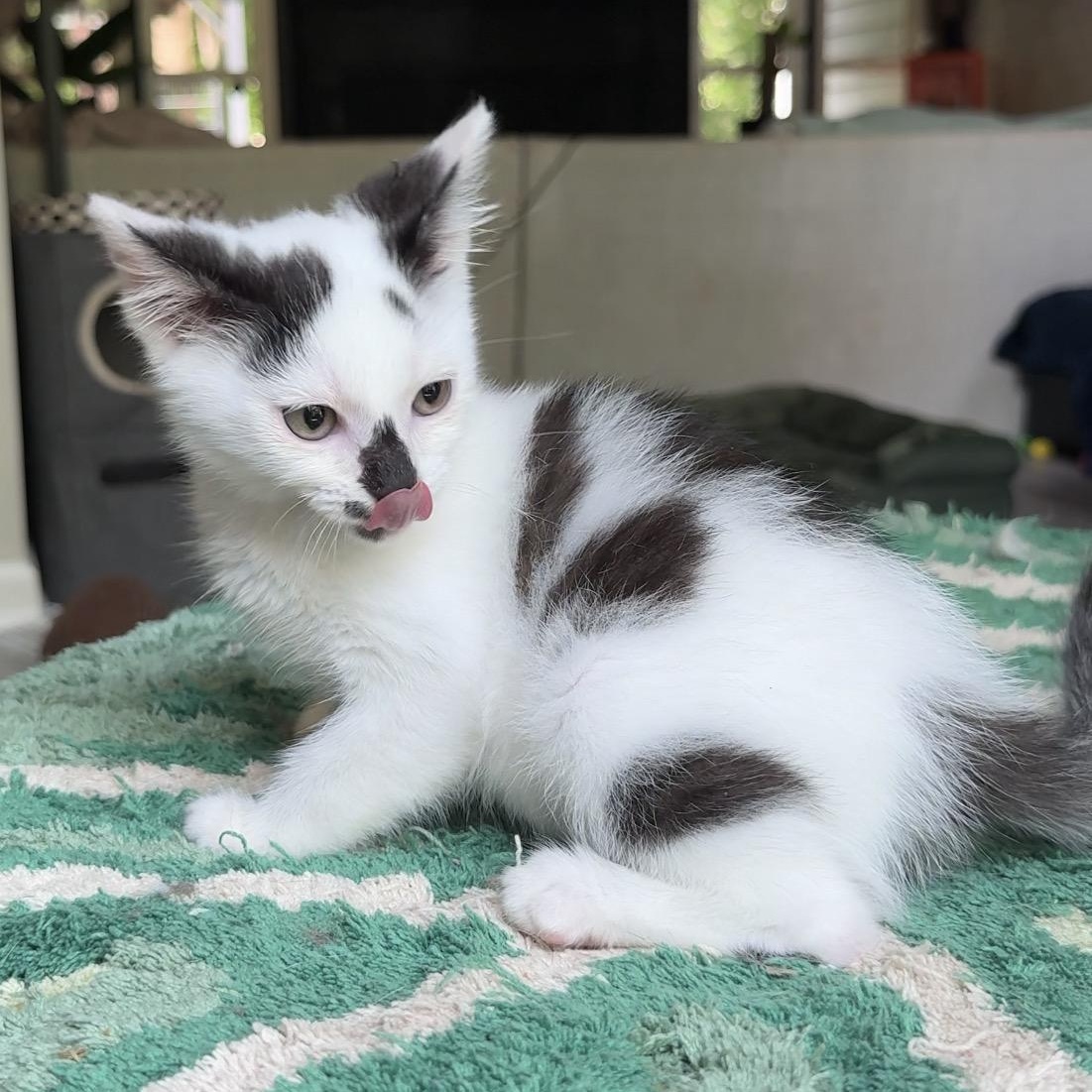 Enlarge Wagyu, an adopted Domestic Short Hair in Charlotte, NC image 6/6