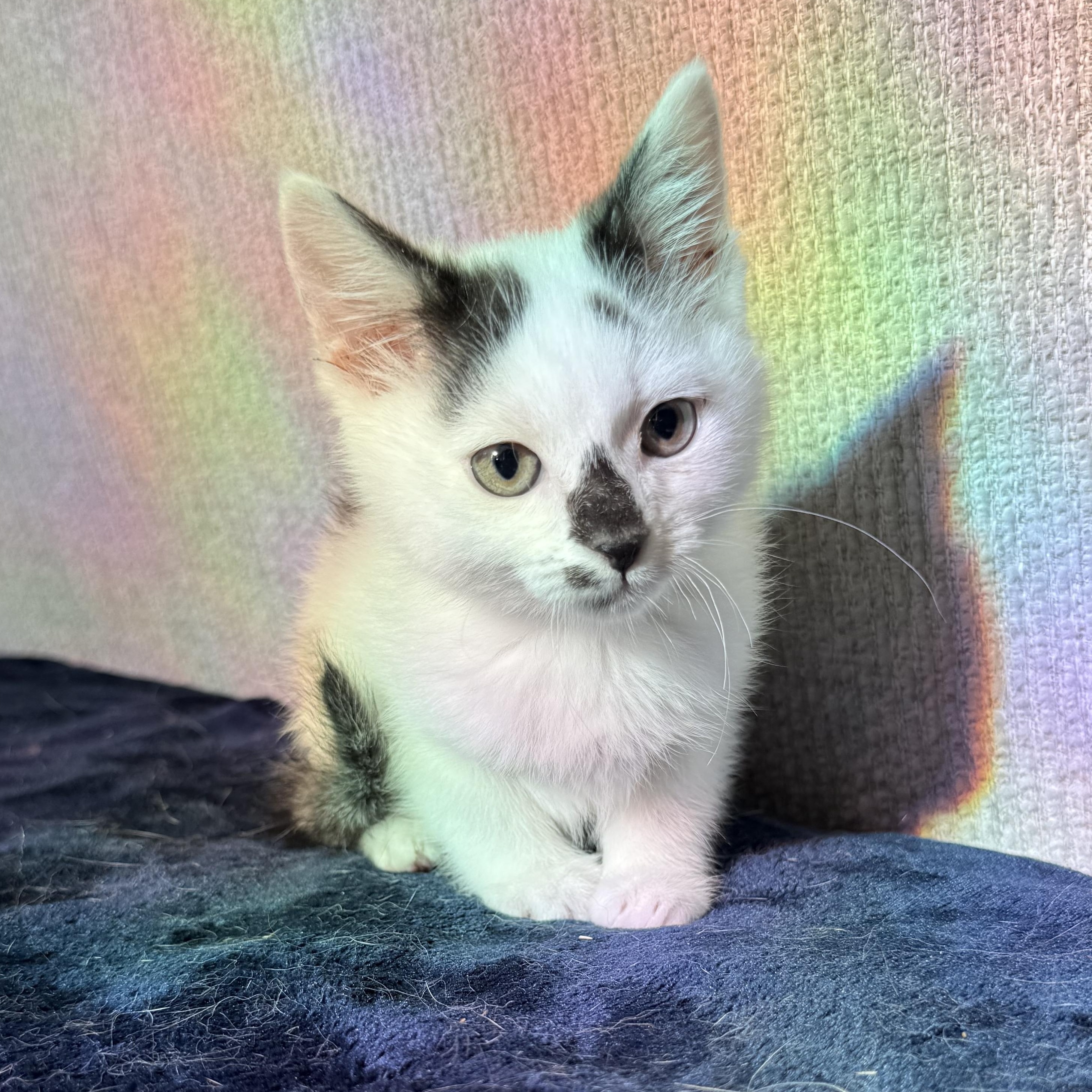 Enlarge Wagyu, an adopted Domestic Short Hair in Charlotte, NC image 1/6