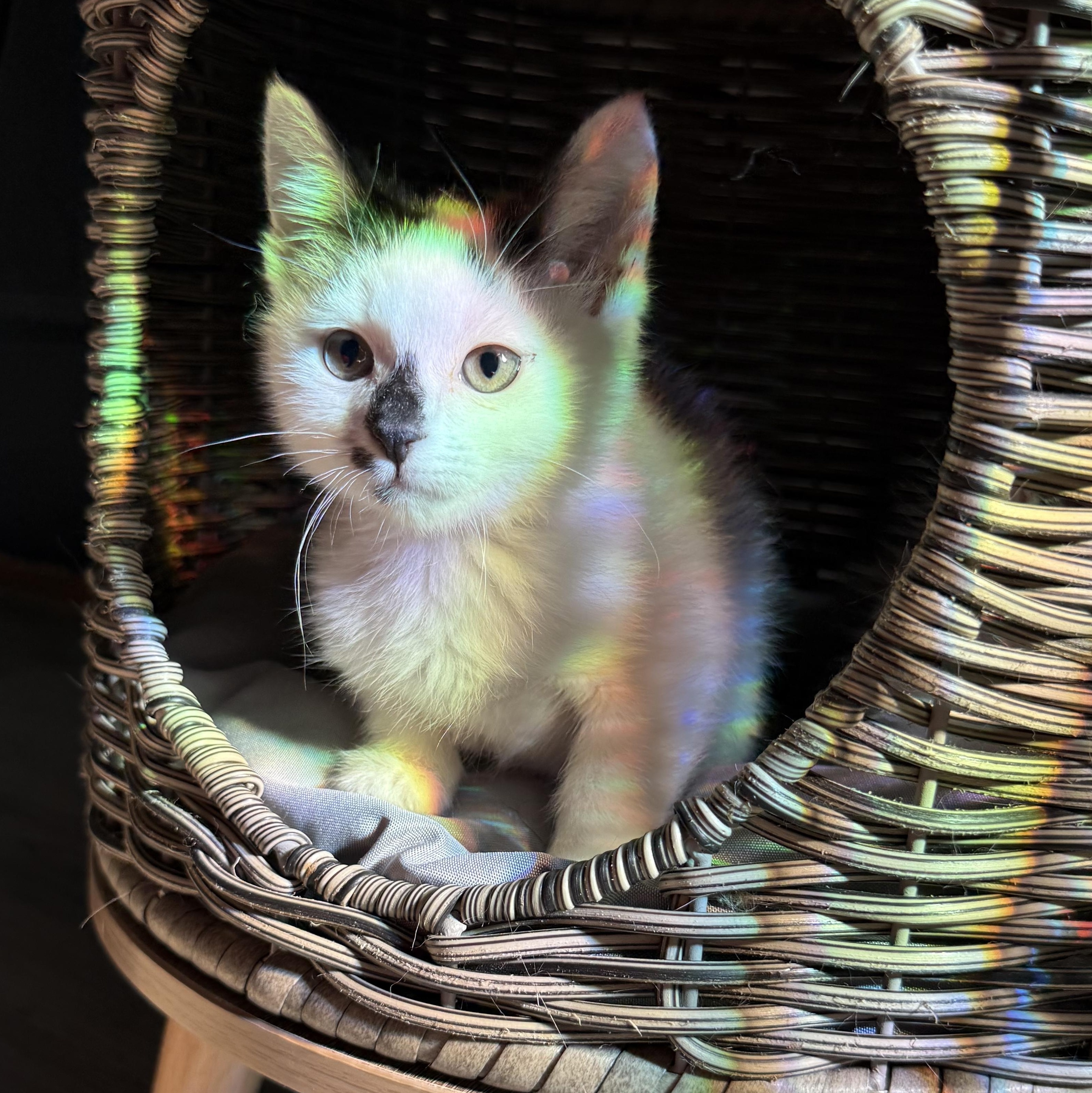 Enlarge Wagyu, an adopted Domestic Short Hair in Charlotte, NC image 3/6