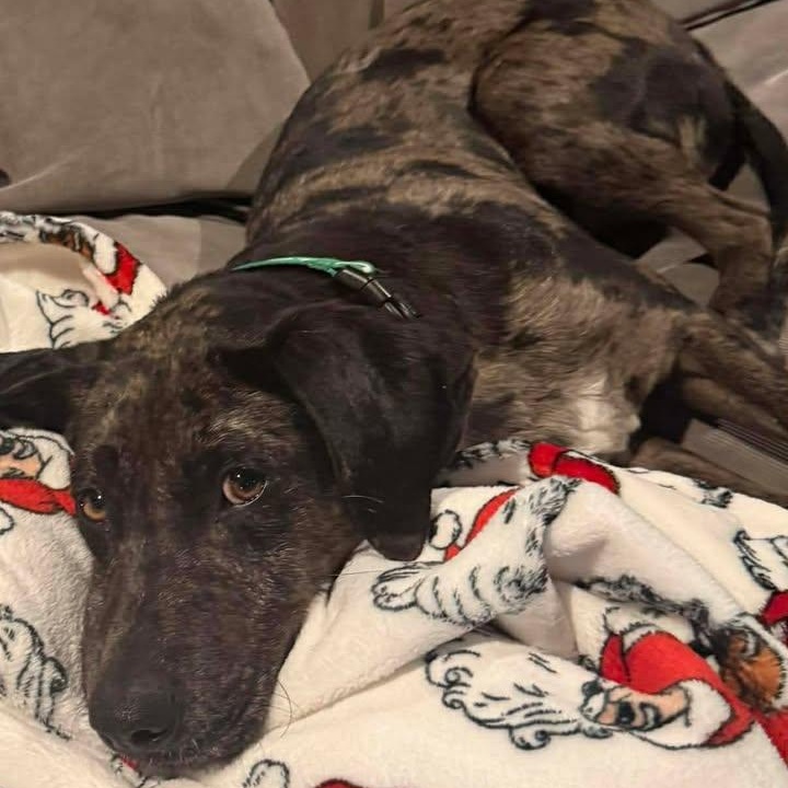 Enlarge Fritz, a ADOPTABLE Catahoula Leopard Dog in Sunderland, MD image 4/4