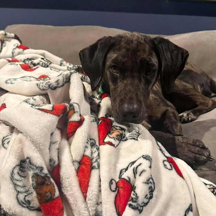 Enlarge Fritz, a ADOPTABLE Catahoula Leopard Dog in Sunderland, MD image 3/4