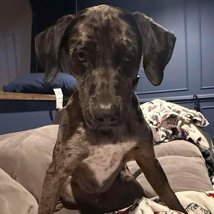 Enlarge Fritz, a ADOPTABLE Catahoula Leopard Dog in Sunderland, MD image 2/4