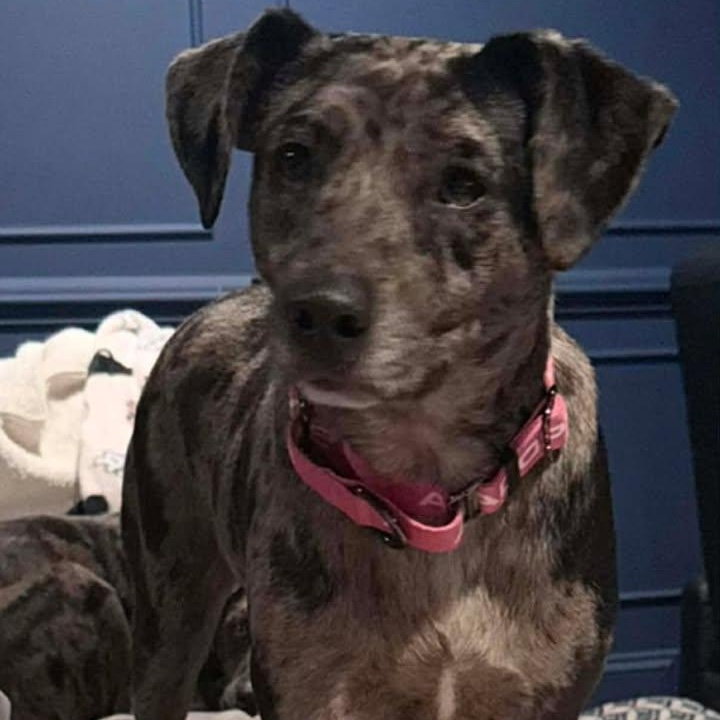 Enlarge Fritz, a ADOPTABLE Catahoula Leopard Dog in Sunderland, MD image 1/4