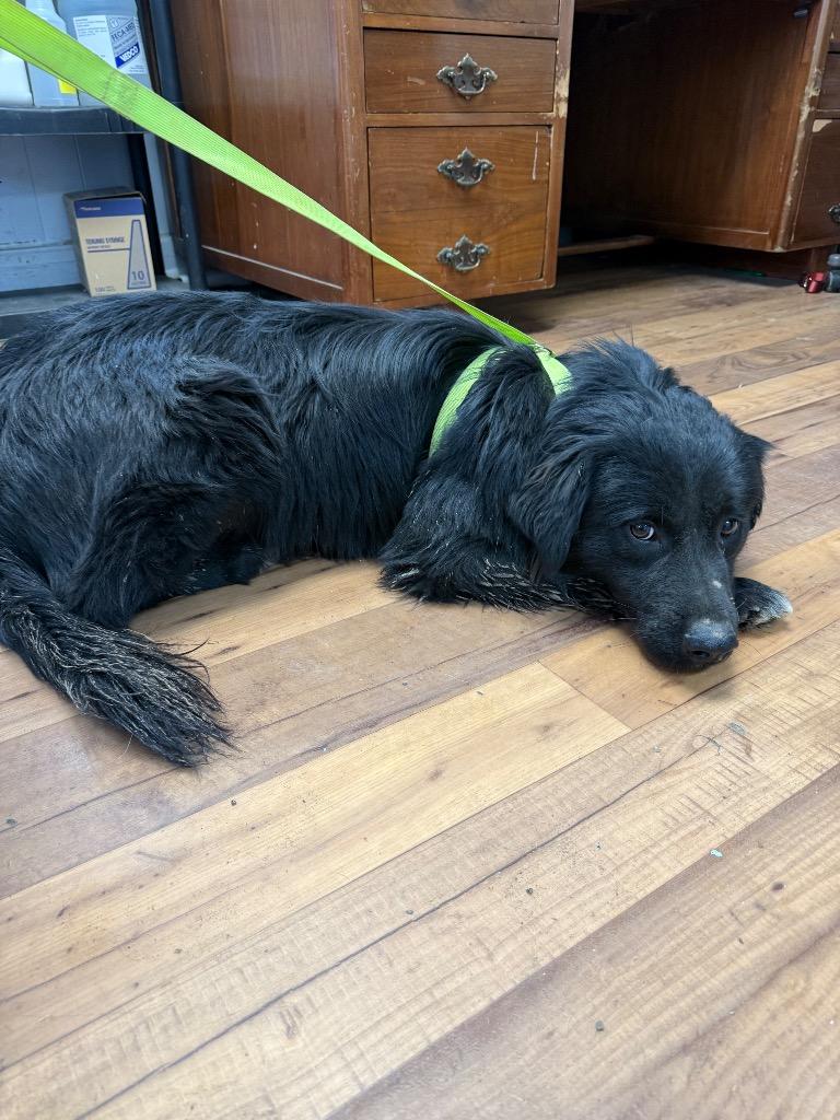 Grinch, Adoptable, Young Male Retriever & Terrier.