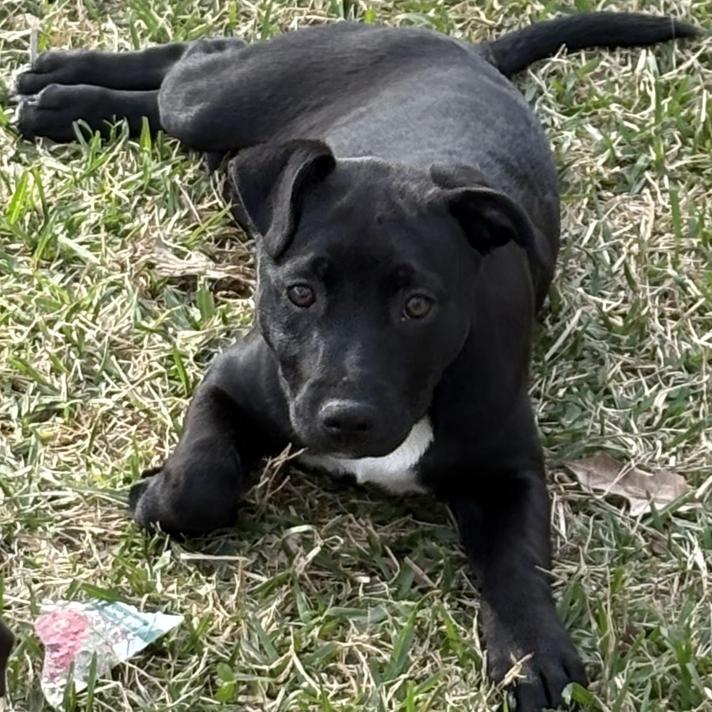 Aurora, Adoptable, Puppy Female American Staffordshire Terrier & Mixed Breed.
