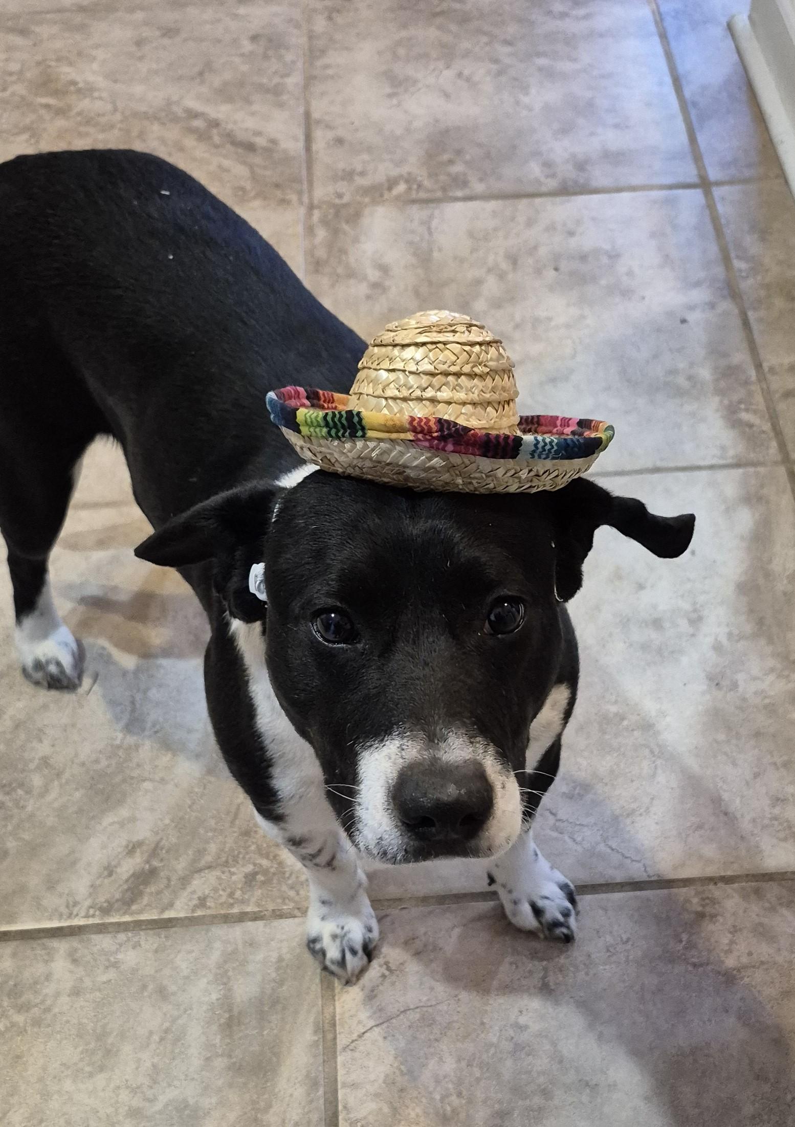 Enlarge Daisy, a ADOPTABLE mixed breed in Amissville, VA image 2/3