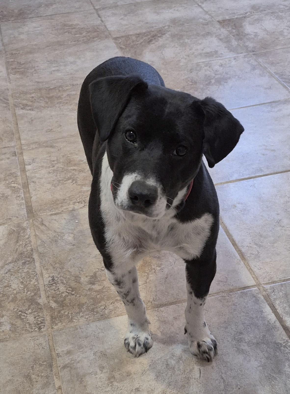 Enlarge Daisy, a ADOPTABLE mixed breed in Amissville, VA image 1/3