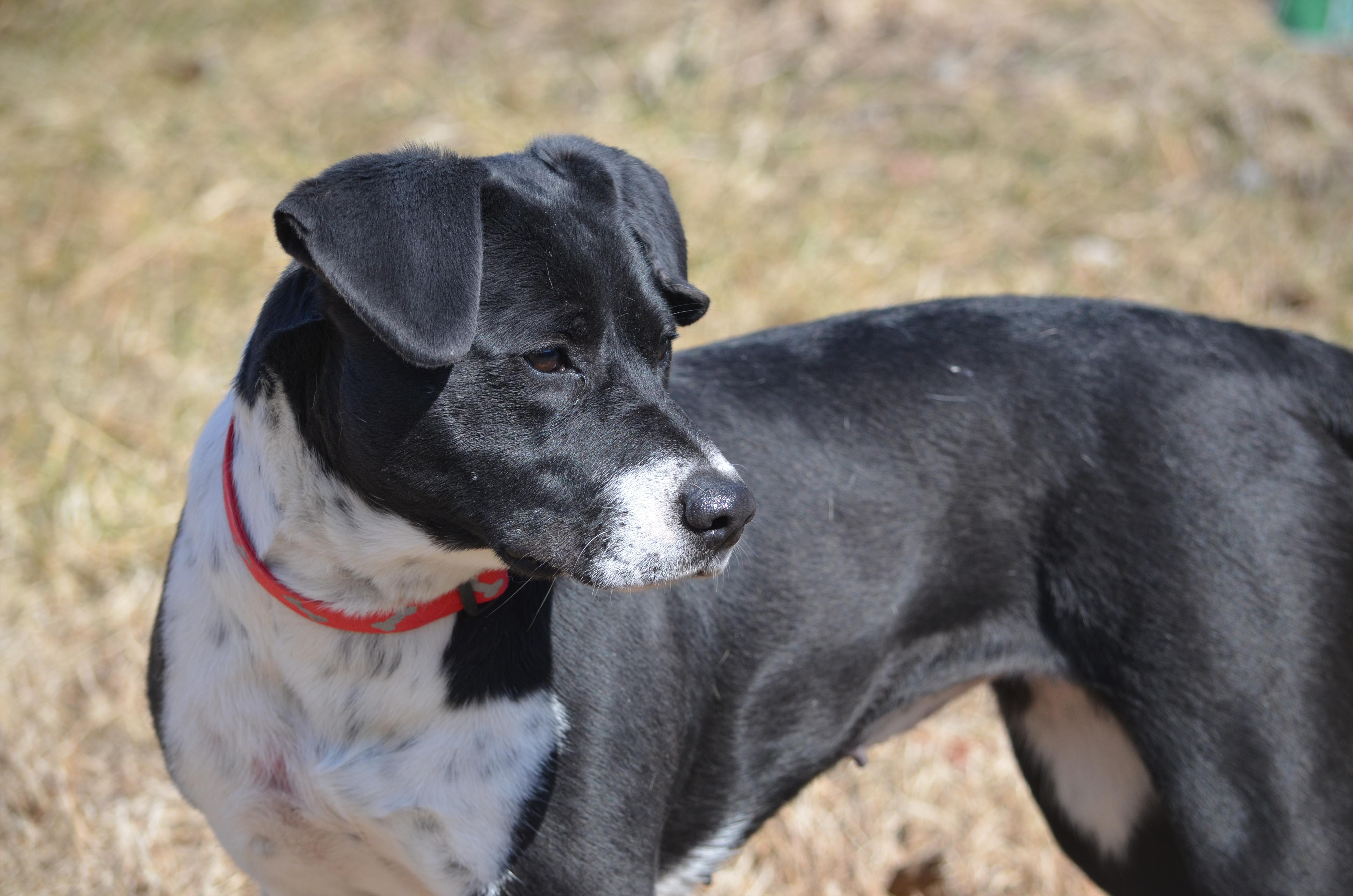 Enlarge Daisy, a ADOPTABLE mixed breed in Amissville, VA image 3/3