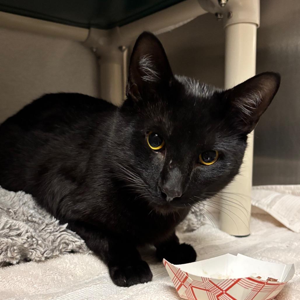 Cosmo — thumbnail 2