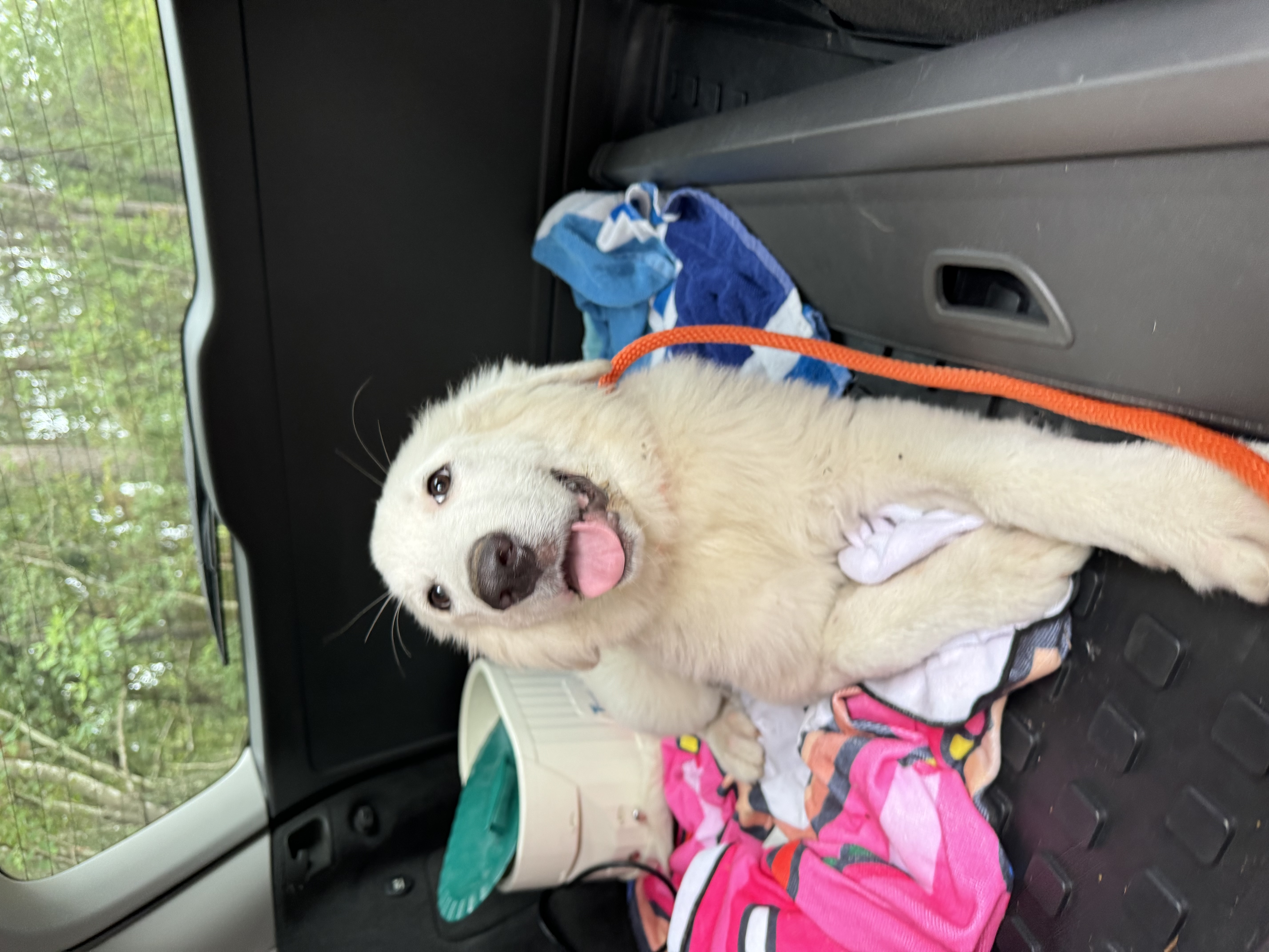 Granger, adopted, Puppy Female Great Pyrenees.