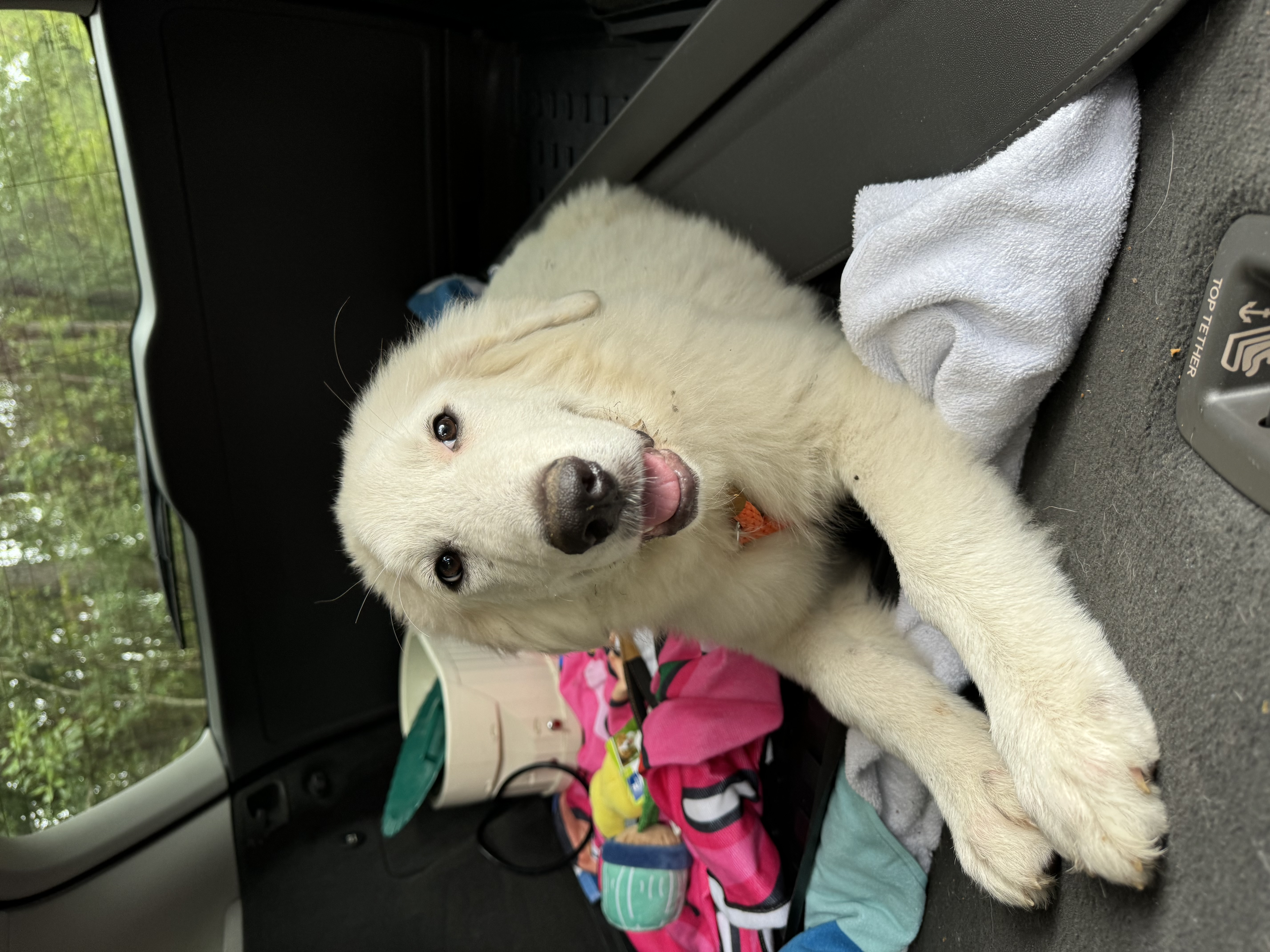 Granger, adopted, Puppy Female Great Pyrenees.