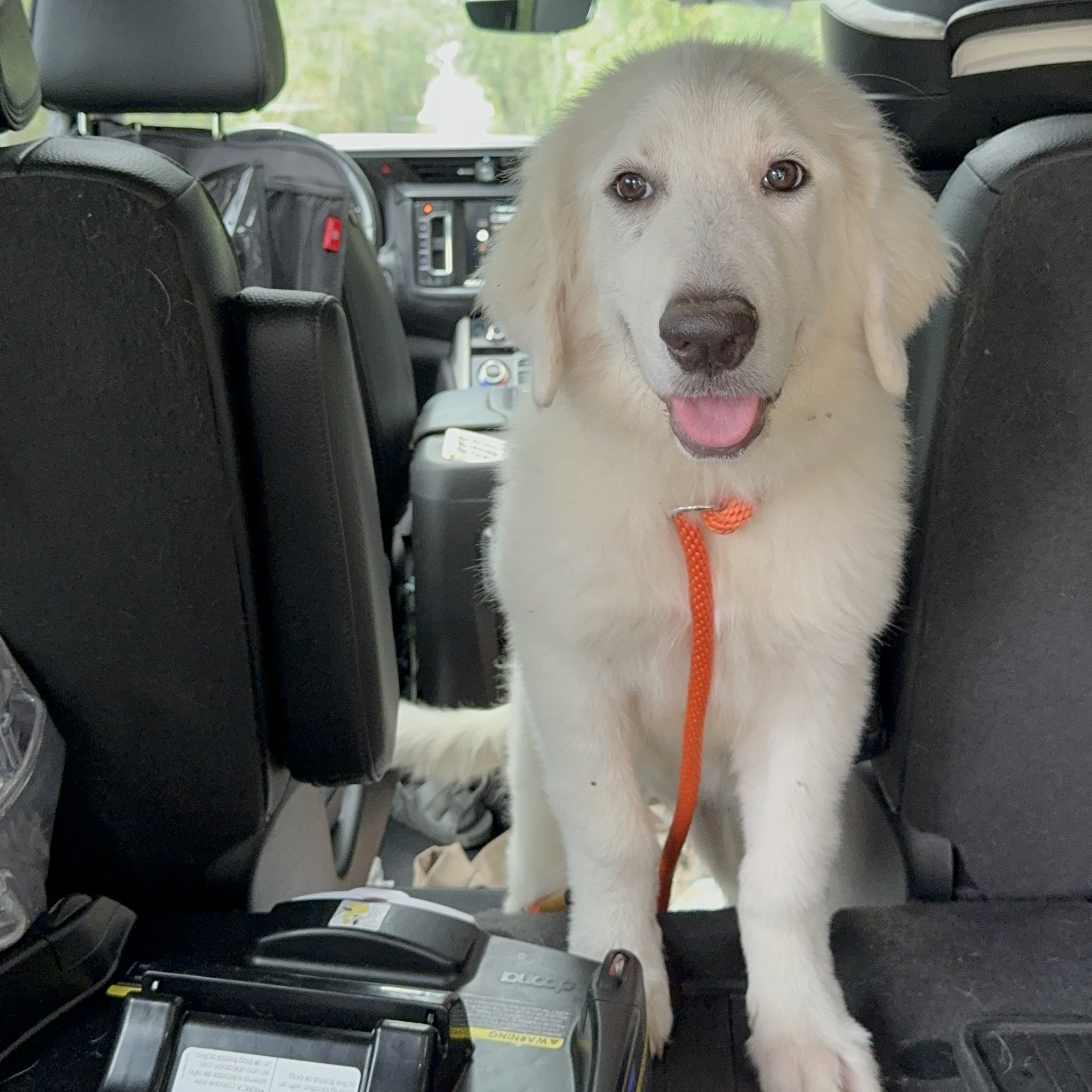 Enlarge Granger, an adopted Great Pyrenees in magnolia, TX image 3/5