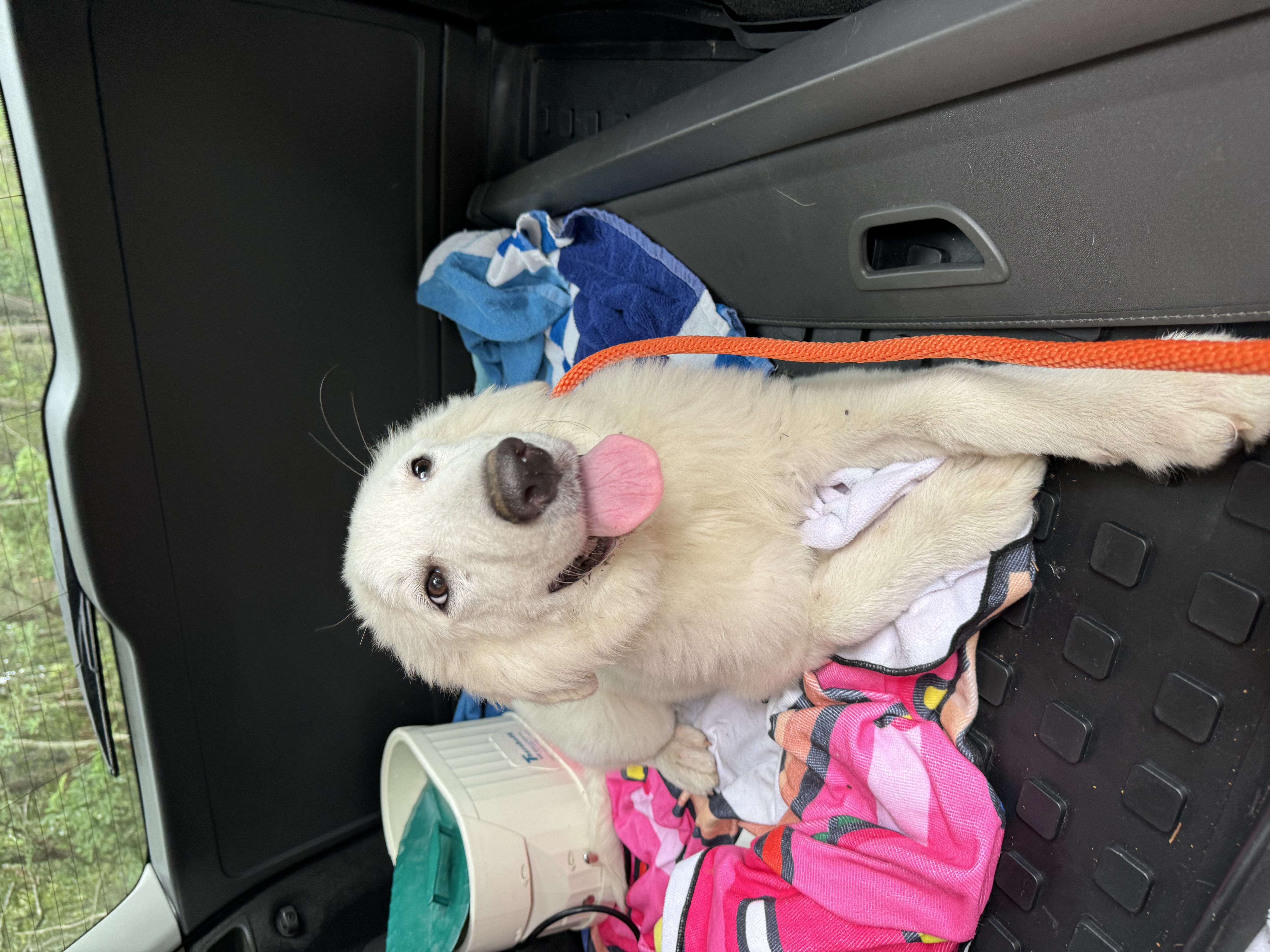 Enlarge Granger, an adopted Great Pyrenees in magnolia, TX image 4/5
