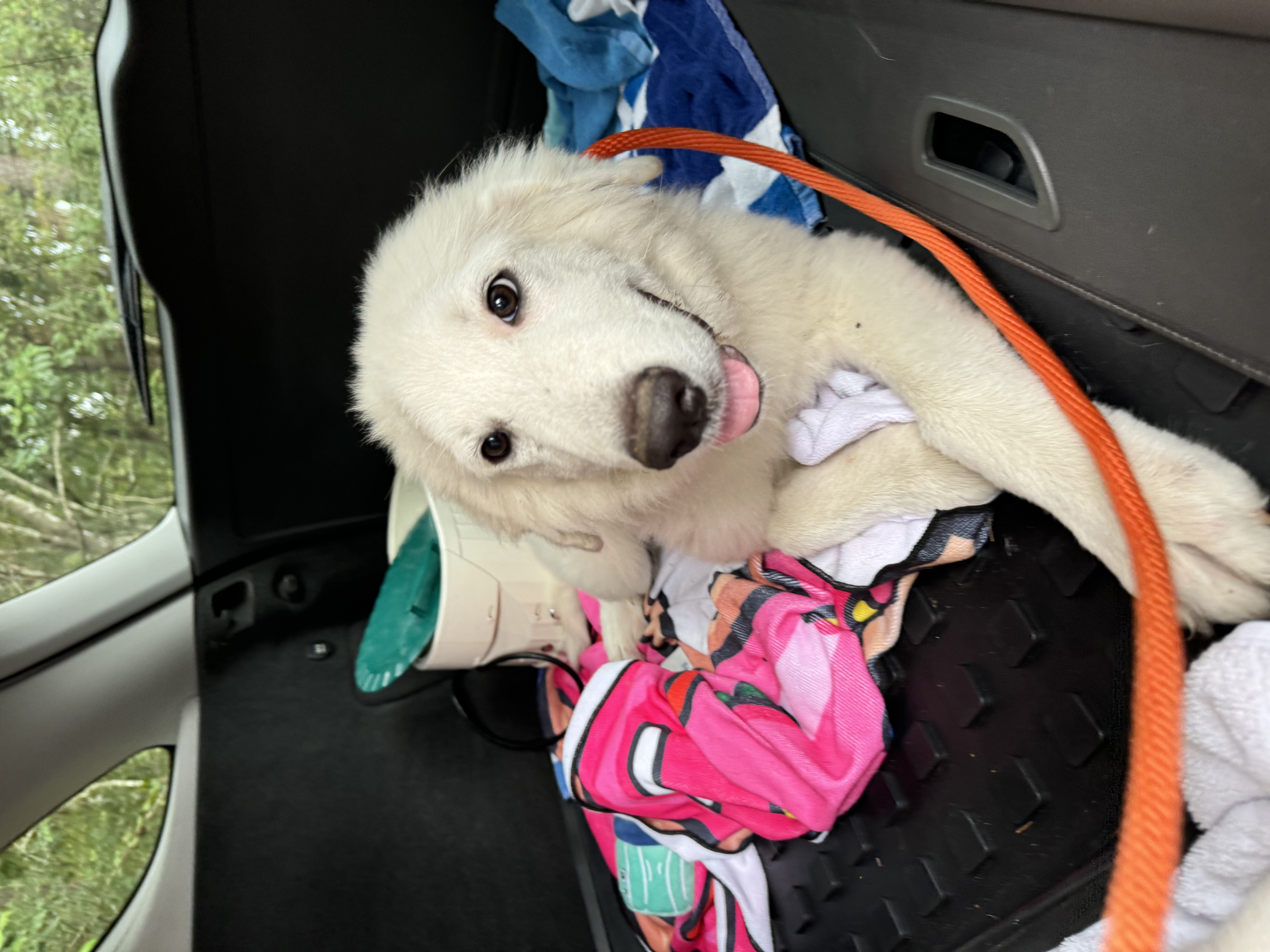 Enlarge Granger, an adopted Great Pyrenees in magnolia, TX image 5/5