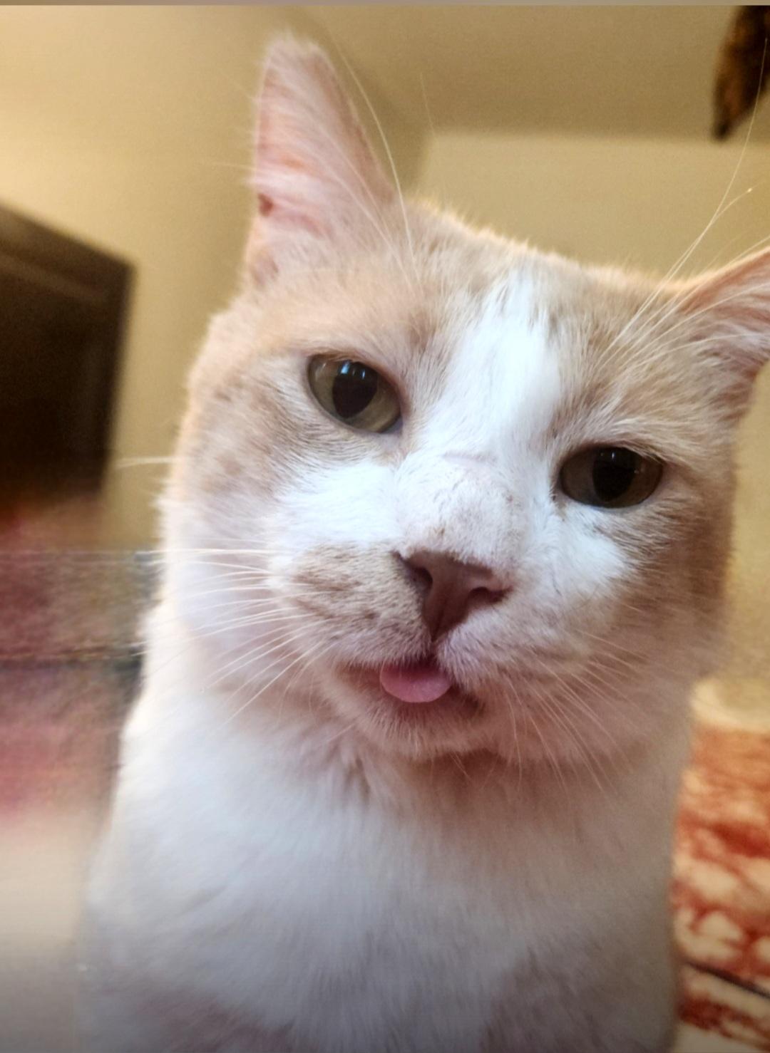 Enlarge JUNIPURR, a Adoptable mixed breed in BEVERLY HILLS, CA image 1/5