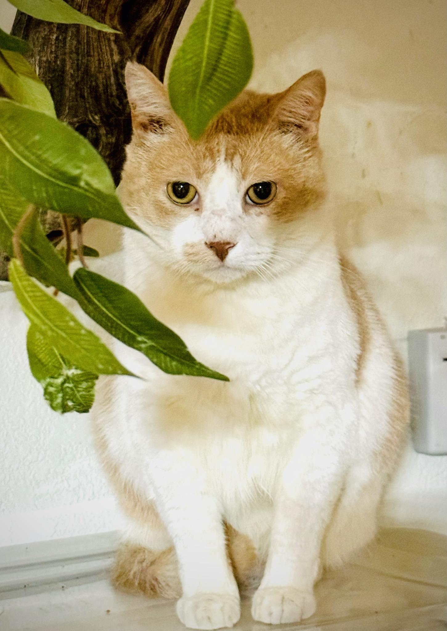 Enlarge JUNIPURR, a Adoptable mixed breed in BEVERLY HILLS, CA image 3/5