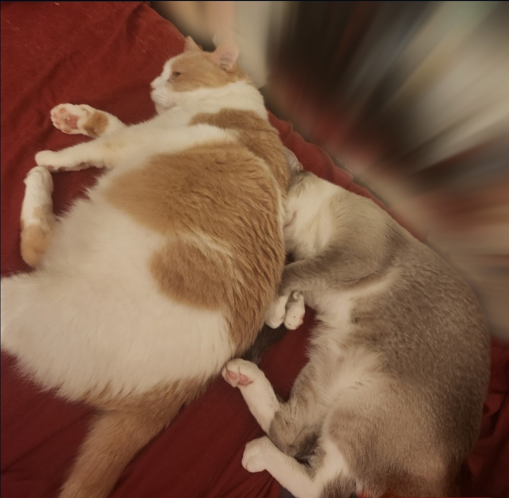 Enlarge JUNIPURR, a Adoptable mixed breed in BEVERLY HILLS, CA image 5/5