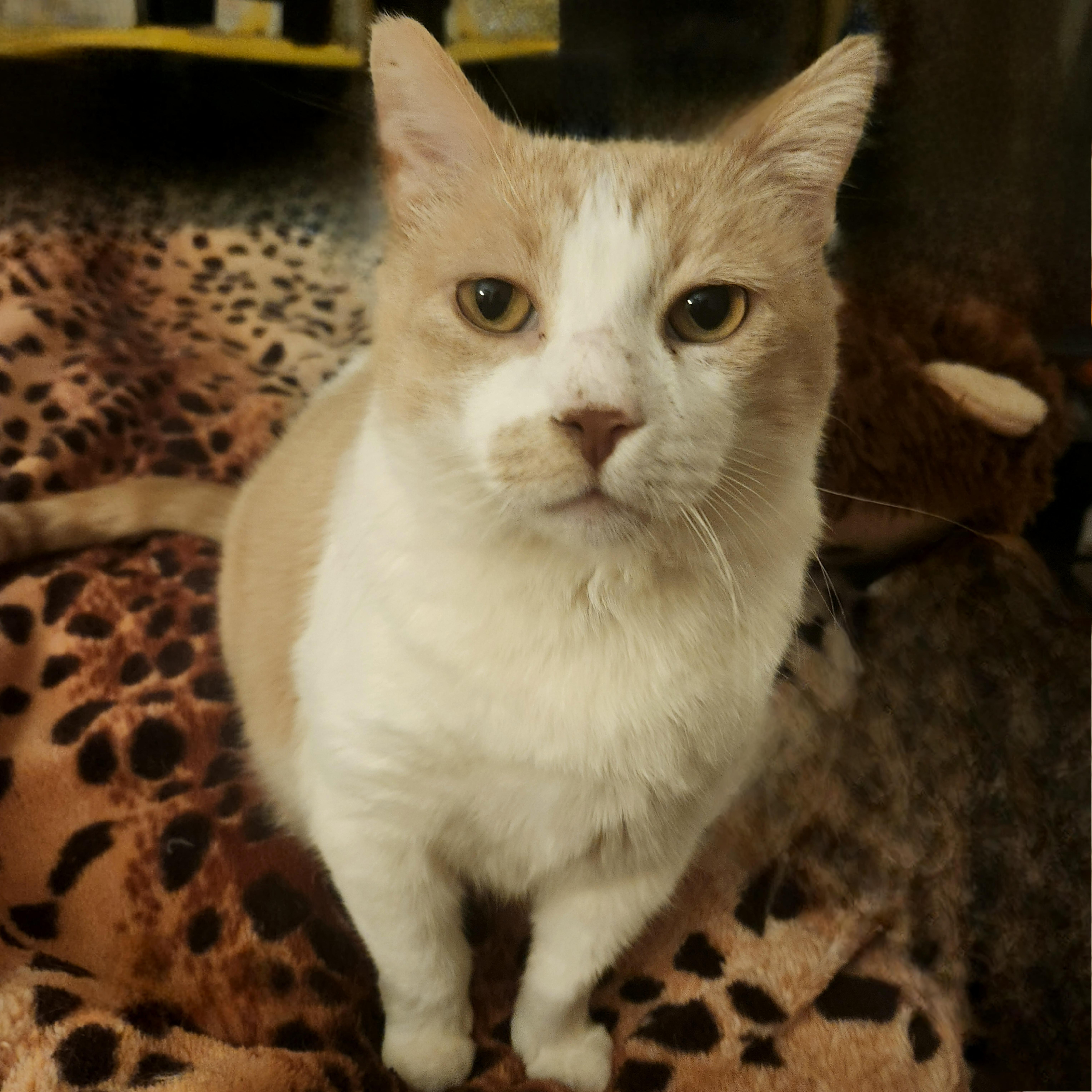 Enlarge JUNIPURR, a Adoptable mixed breed in BEVERLY HILLS, CA image 2/5