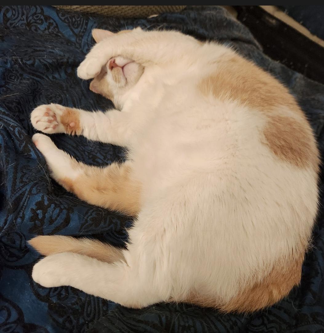 Enlarge JUNIPURR, a Adoptable mixed breed in BEVERLY HILLS, CA image 1/5