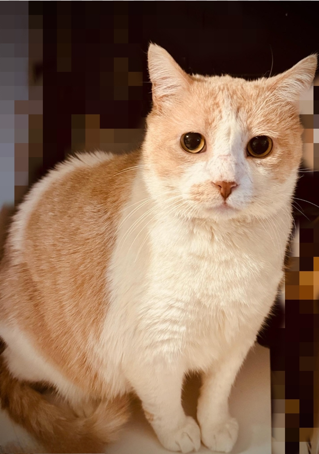 Enlarge JUNIPURR, a Adoptable mixed breed in BEVERLY HILLS, CA image 4/5