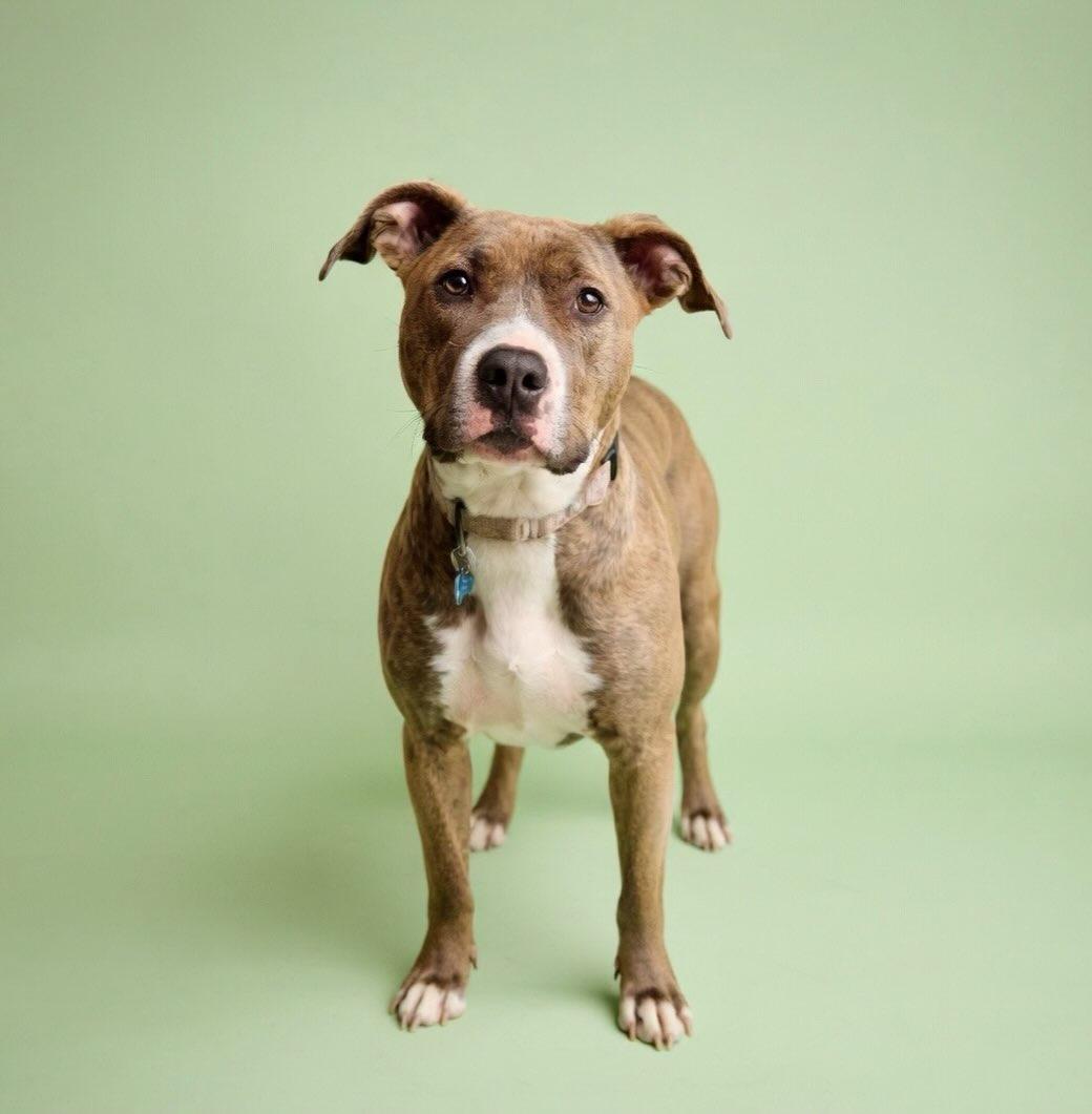 Penelope, a Adoptable mixed breed in Hopkinton, MA image 1/6