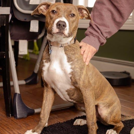 Penelope, a Adoptable mixed breed in Hopkinton, MA image 6/6