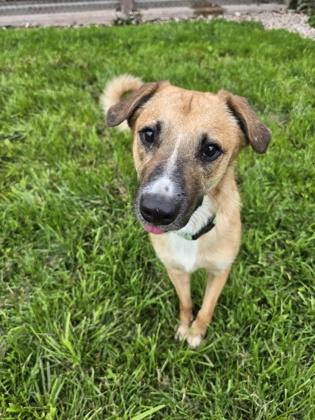 Enlarge Nosey, a Adoptable mixed breed in Harbor Springs, MI image 1/3