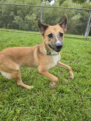 Enlarge Nosey, a Adoptable mixed breed in Harbor Springs, MI image 2/3