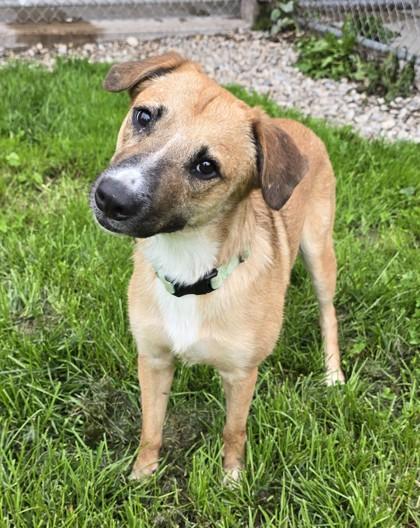 Enlarge Nosey, a Adoptable mixed breed in Harbor Springs, MI image 3/3