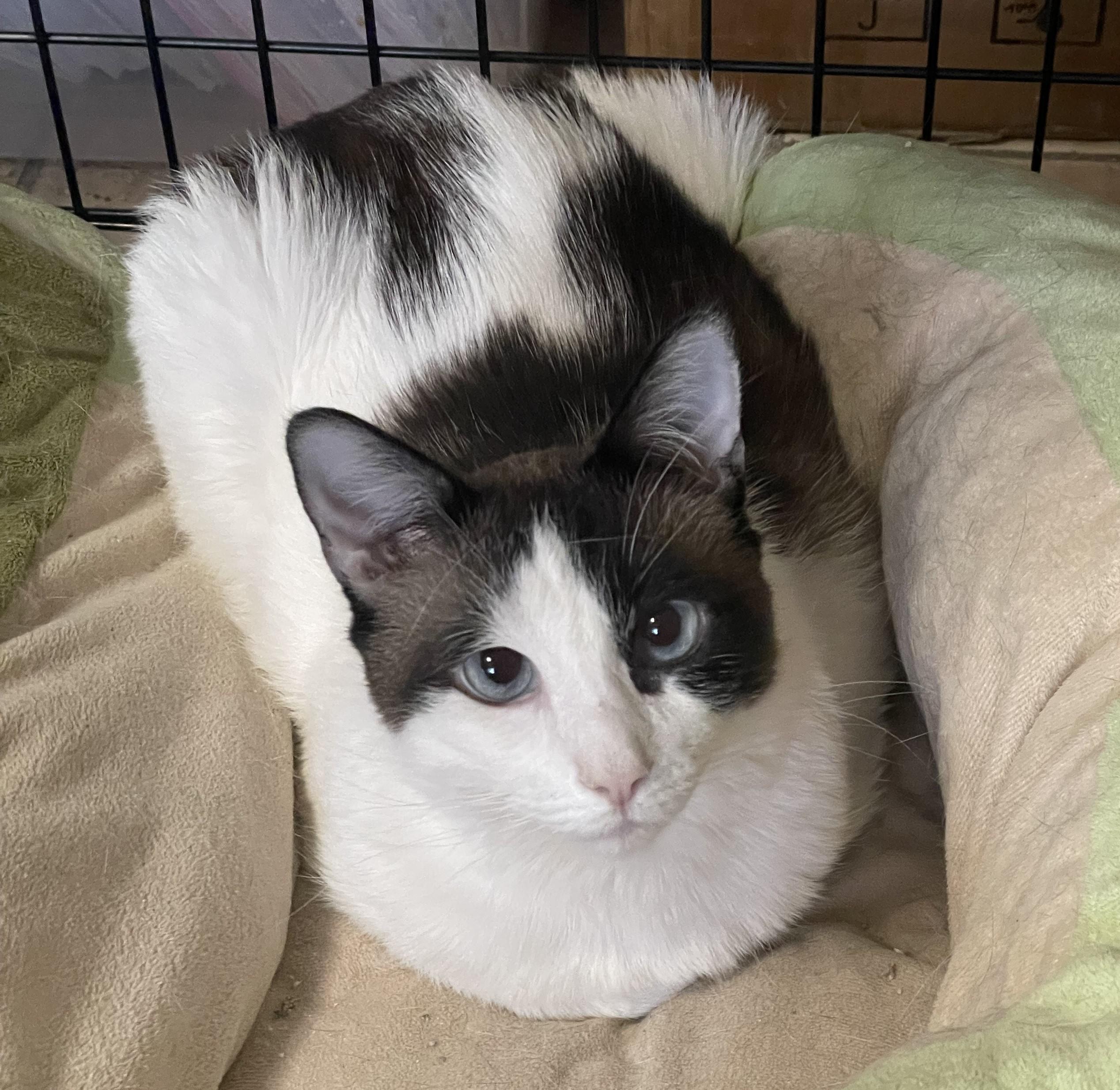 Grimoire, ADOPTABLE, Adult Male Siamese & Manx.