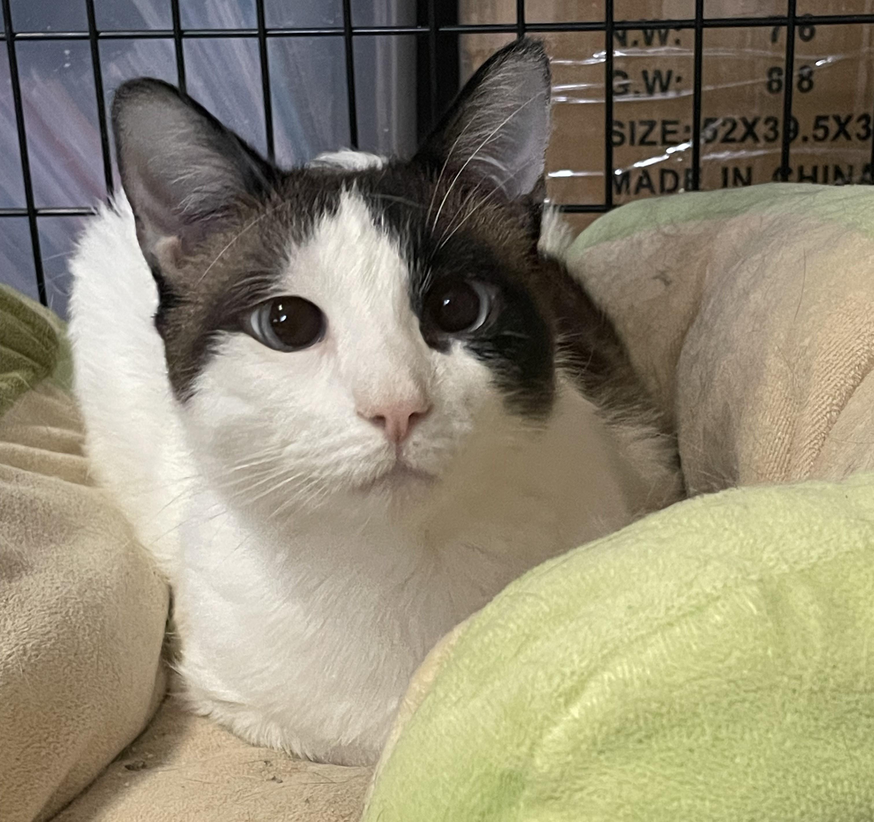 Enlarge Grimoire, a ADOPTABLE mixed breed in Glendale, AZ image 2/2