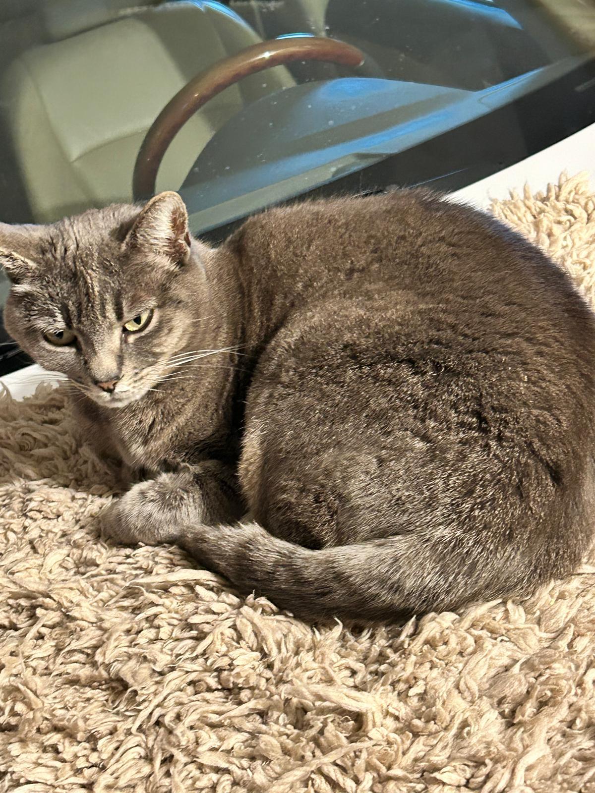 Enlarge Sukhi, a Adoptable mixed breed in San Jose, CA image 4/5