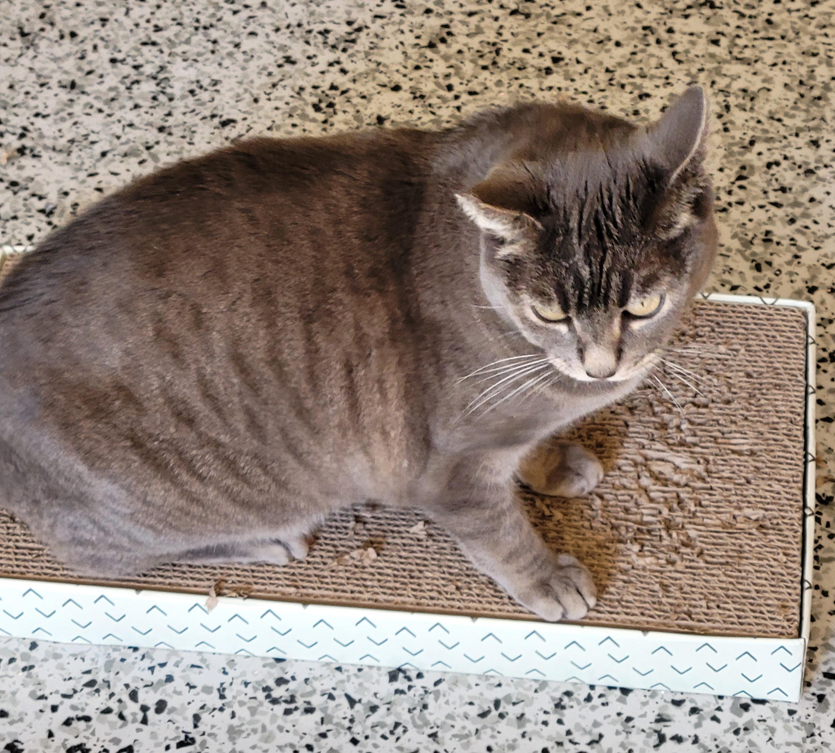 Sukhi, Adoptable, Young Female Domestic Short Hair & Russian Blue.
