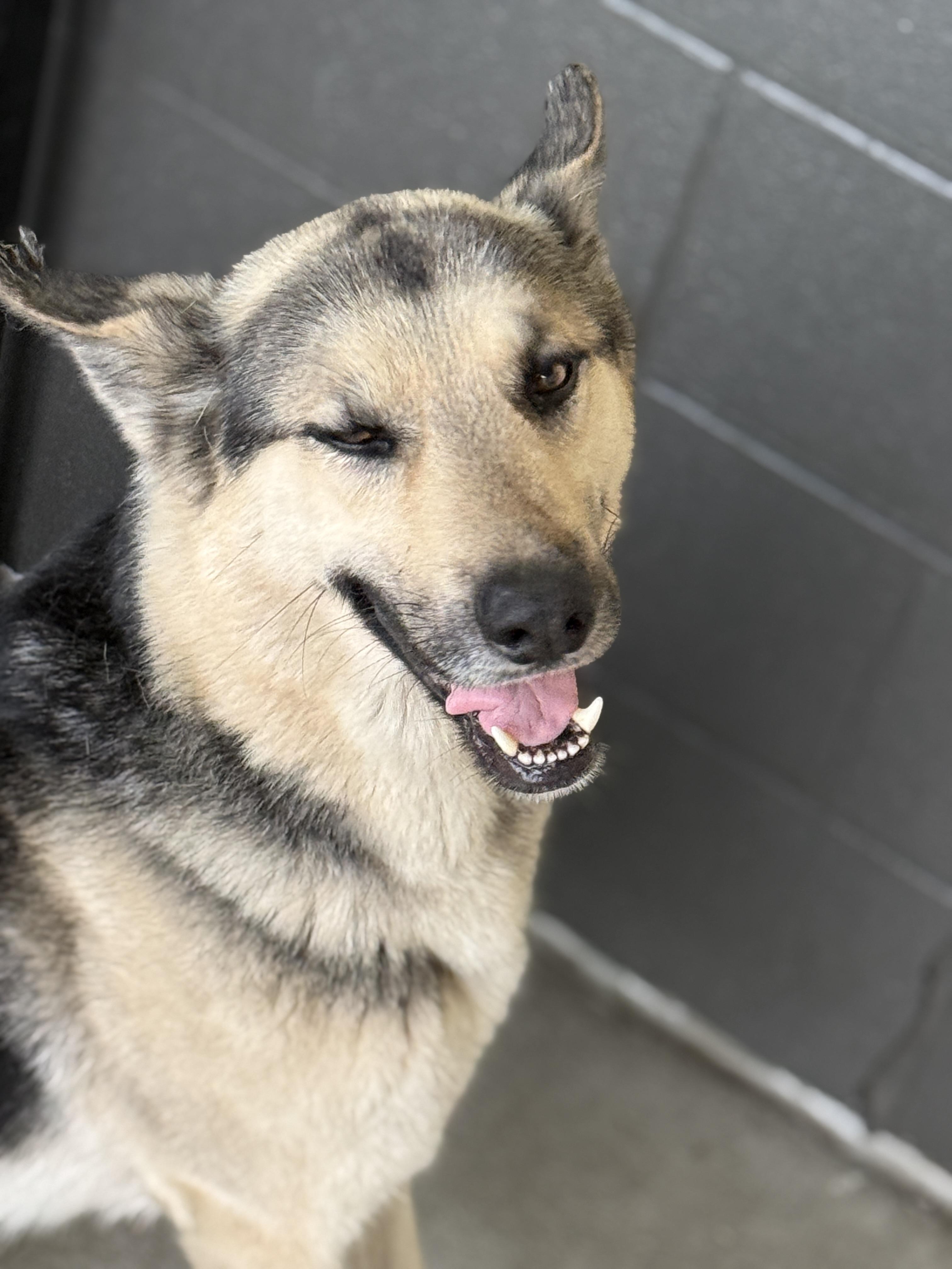 Max, a Adopted mixed breed in Mooresville, IN image 1/5