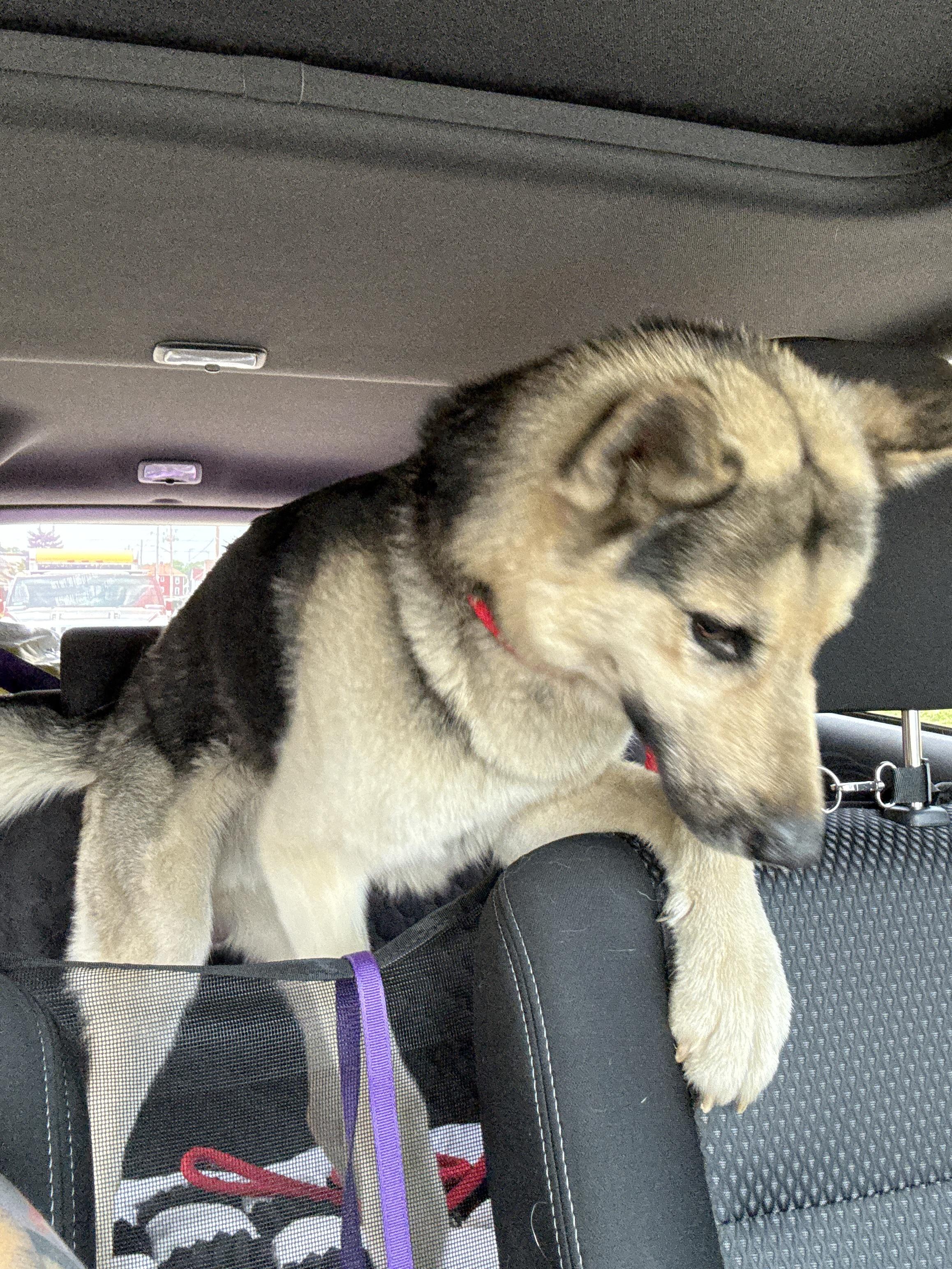 Max, a Adopted mixed breed in Mooresville, IN image 4/5