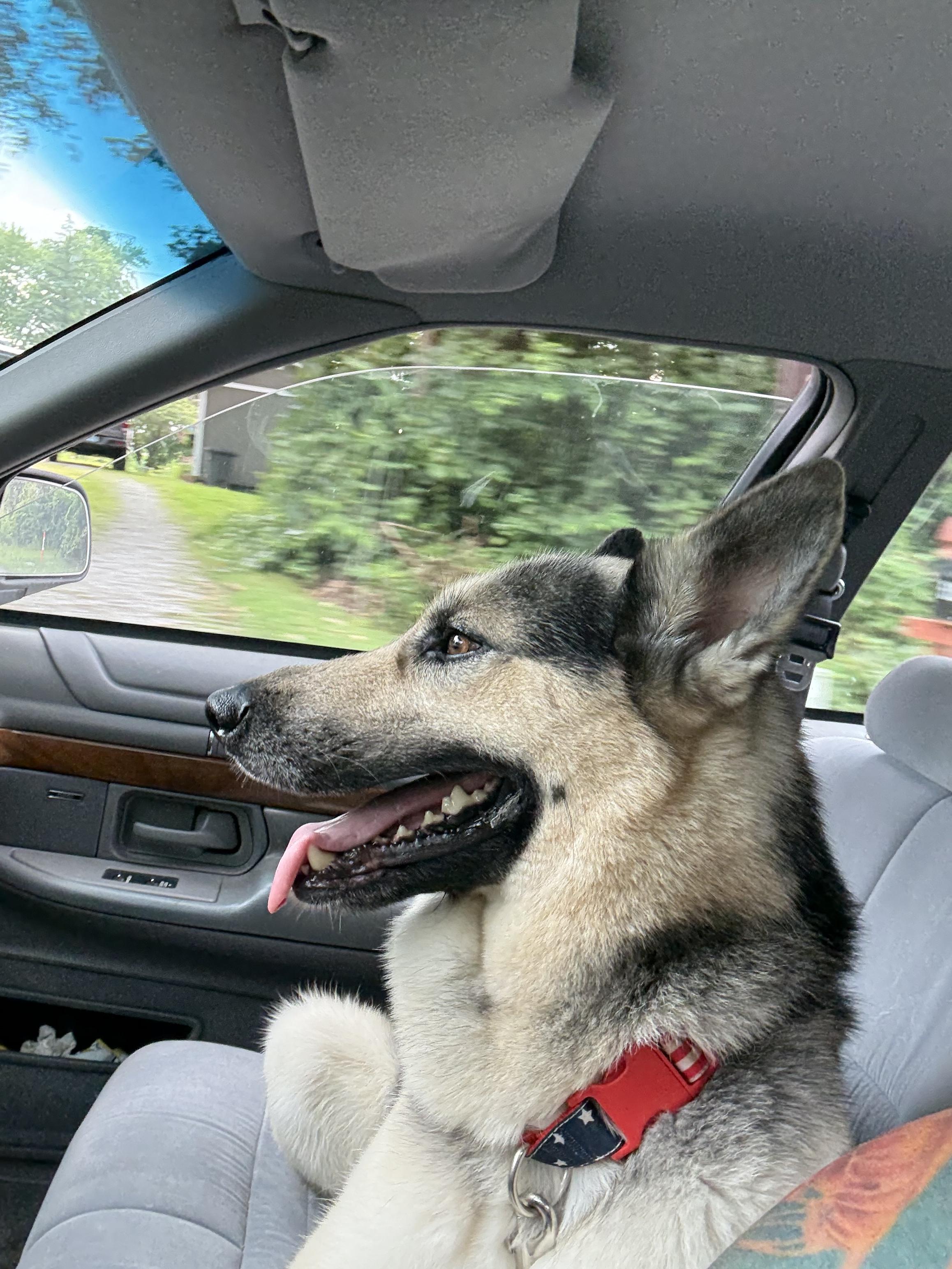 Max, a Adopted mixed breed in Mooresville, IN image 3/5