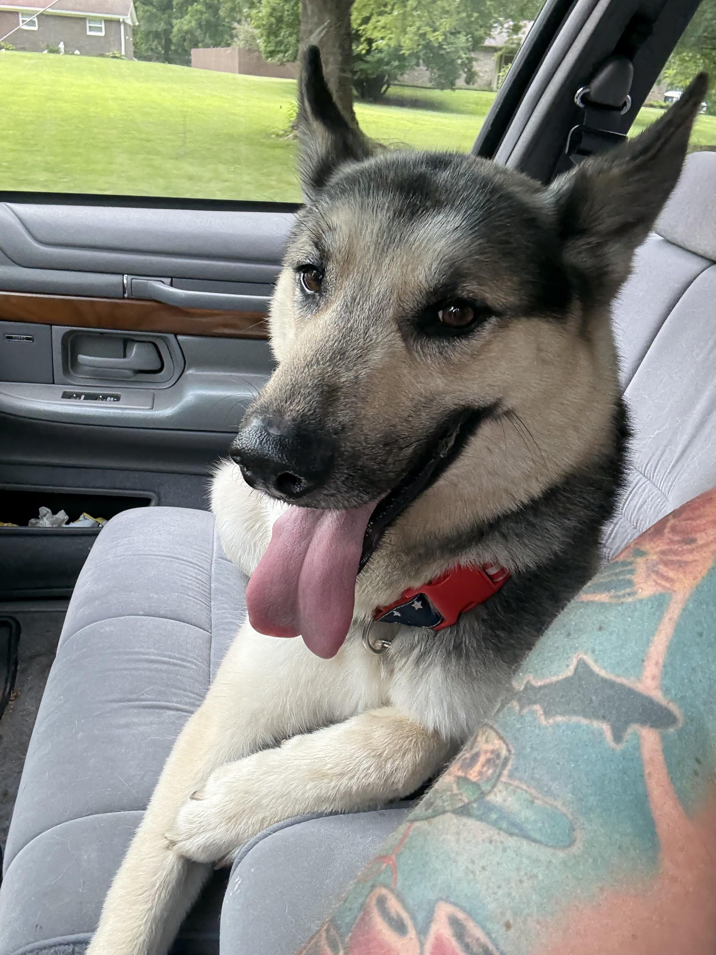 Max, a Adopted mixed breed in Mooresville, IN image 5/5