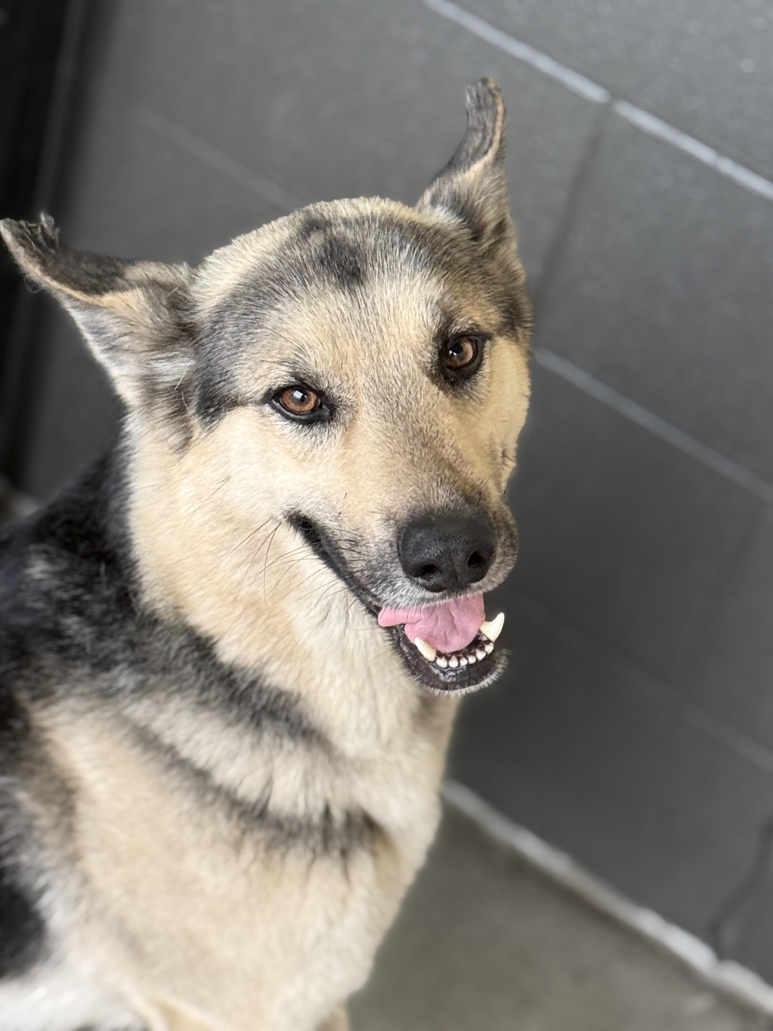 Max, a Adopted mixed breed in Mooresville, IN image 2/5