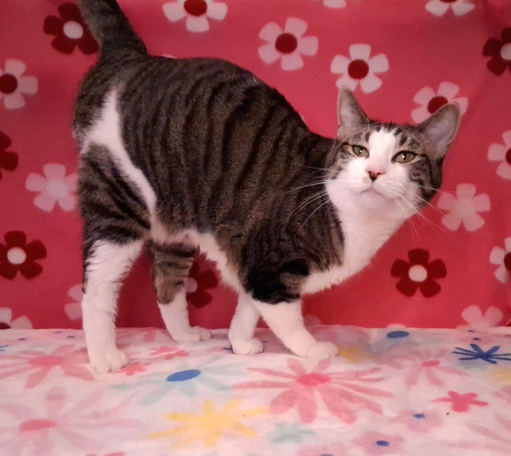 PETRIE (KOVU), Adoptable, Adult Male Domestic Short Hair.