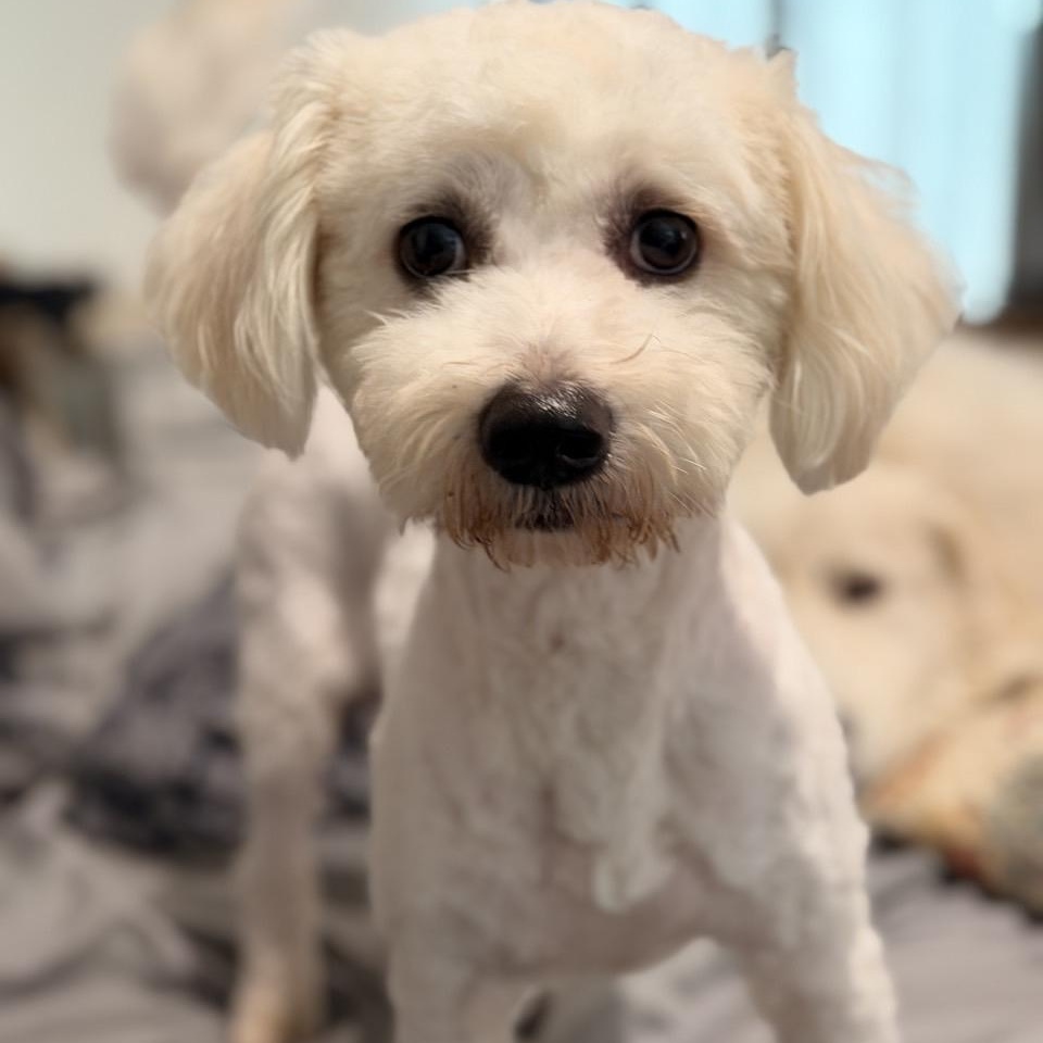 Enlarge Snoopy, a Adopted Poodle in Mansfield, TX image 1/3