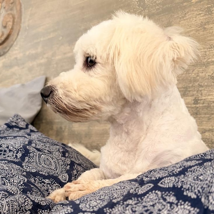 Enlarge Snoopy, a Adopted Poodle in Mansfield, TX image 3/3