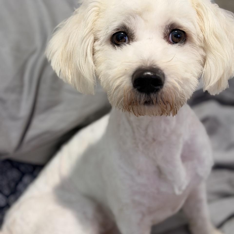 Enlarge Snoopy, a Adopted Poodle in Mansfield, TX image 2/3