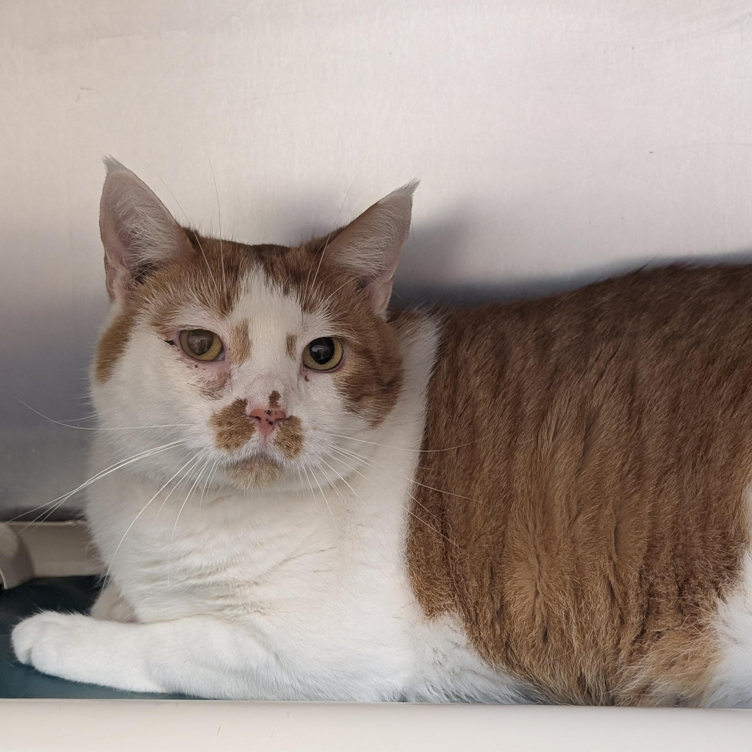 Enlarge Bailey, a Adoptable Domestic Short Hair in St. Augustine, FL image 1/2