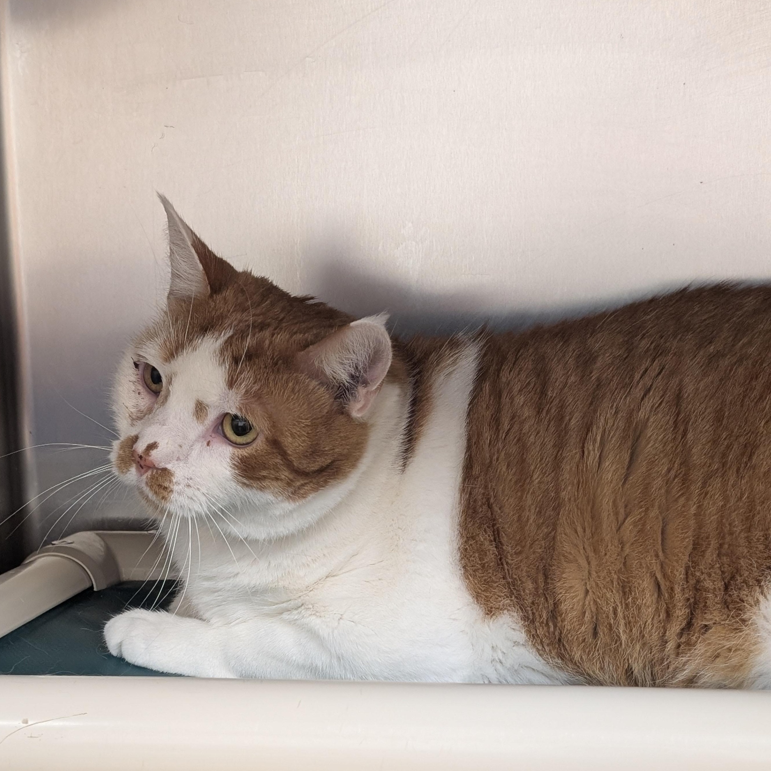 Enlarge Bailey, a Adoptable Domestic Short Hair in St. Augustine, FL image 2/2