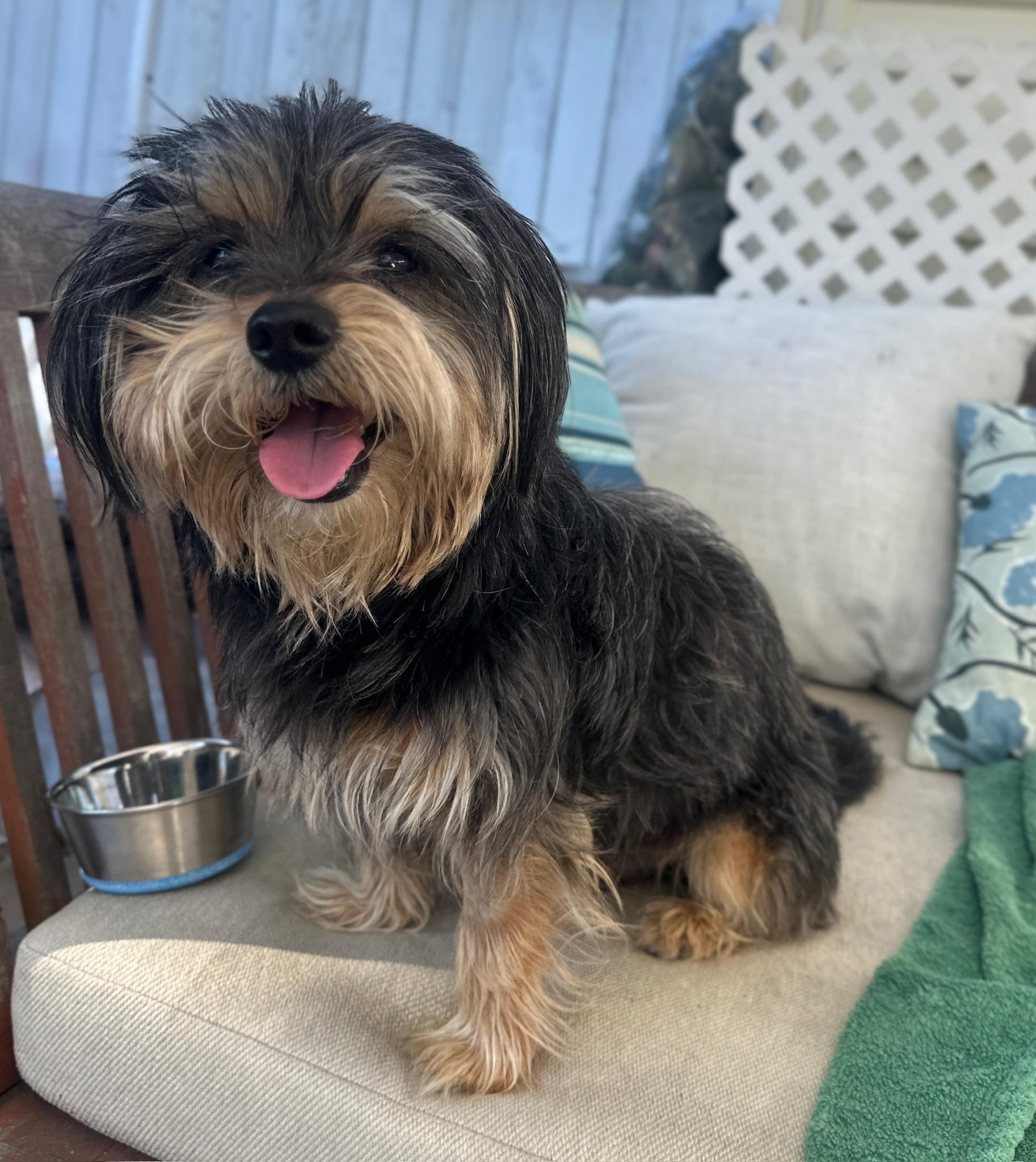 Welly, an adopted mixed breed in Newport Beach, CA image 5/5