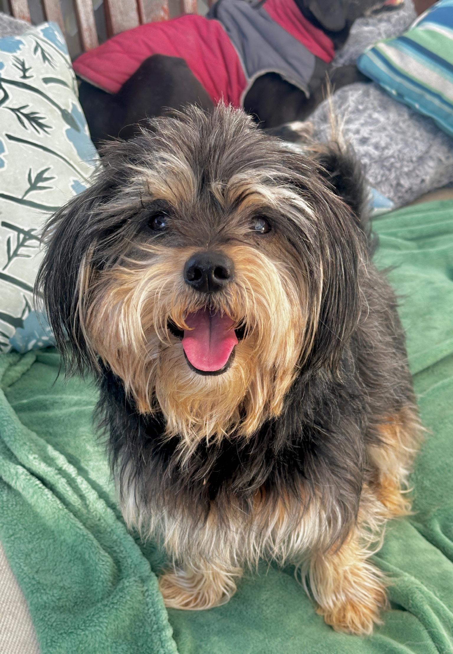 Welly, an adopted mixed breed in Newport Beach, CA image 2/5