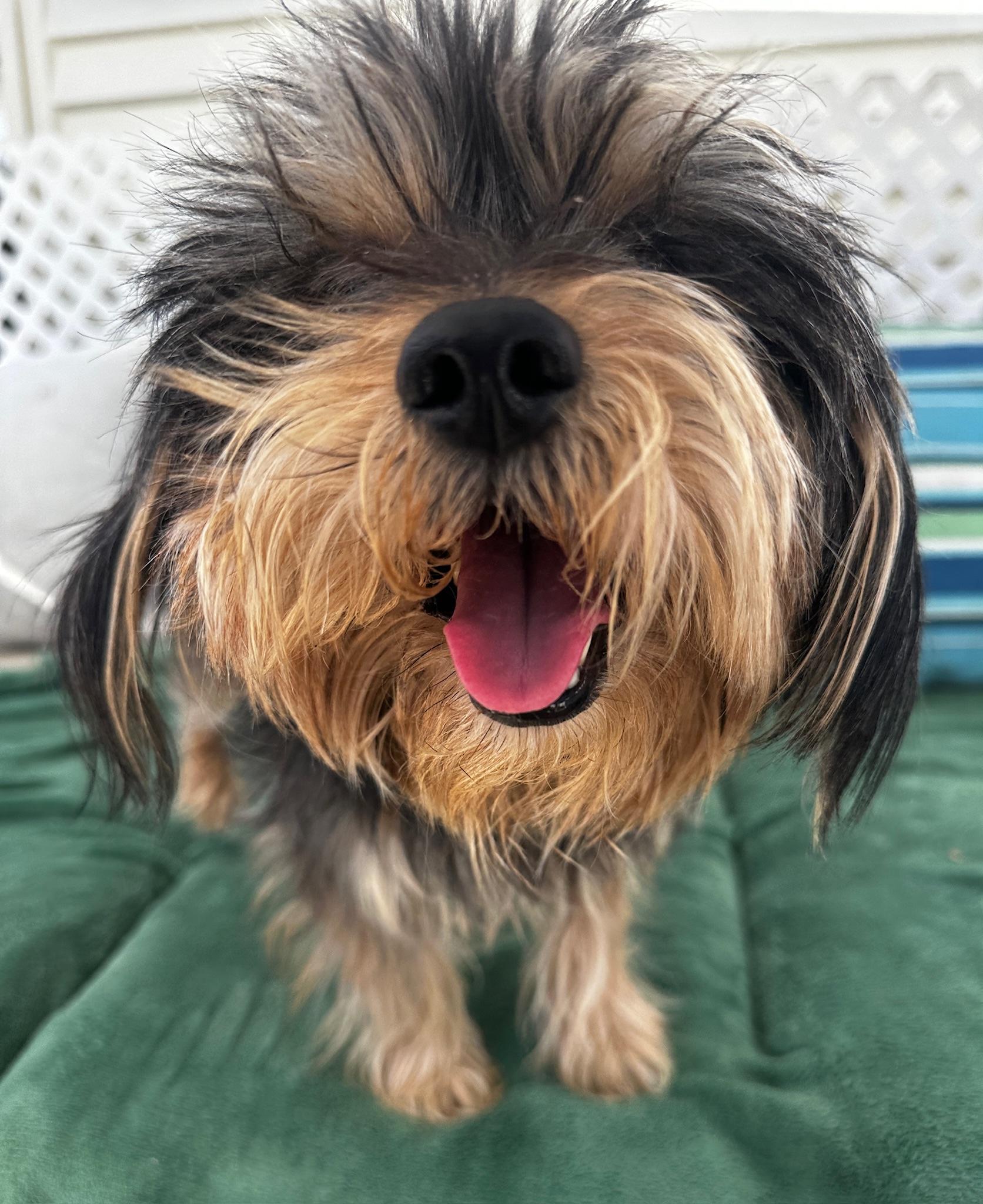 Welly, an adopted mixed breed in Newport Beach, CA image 4/5